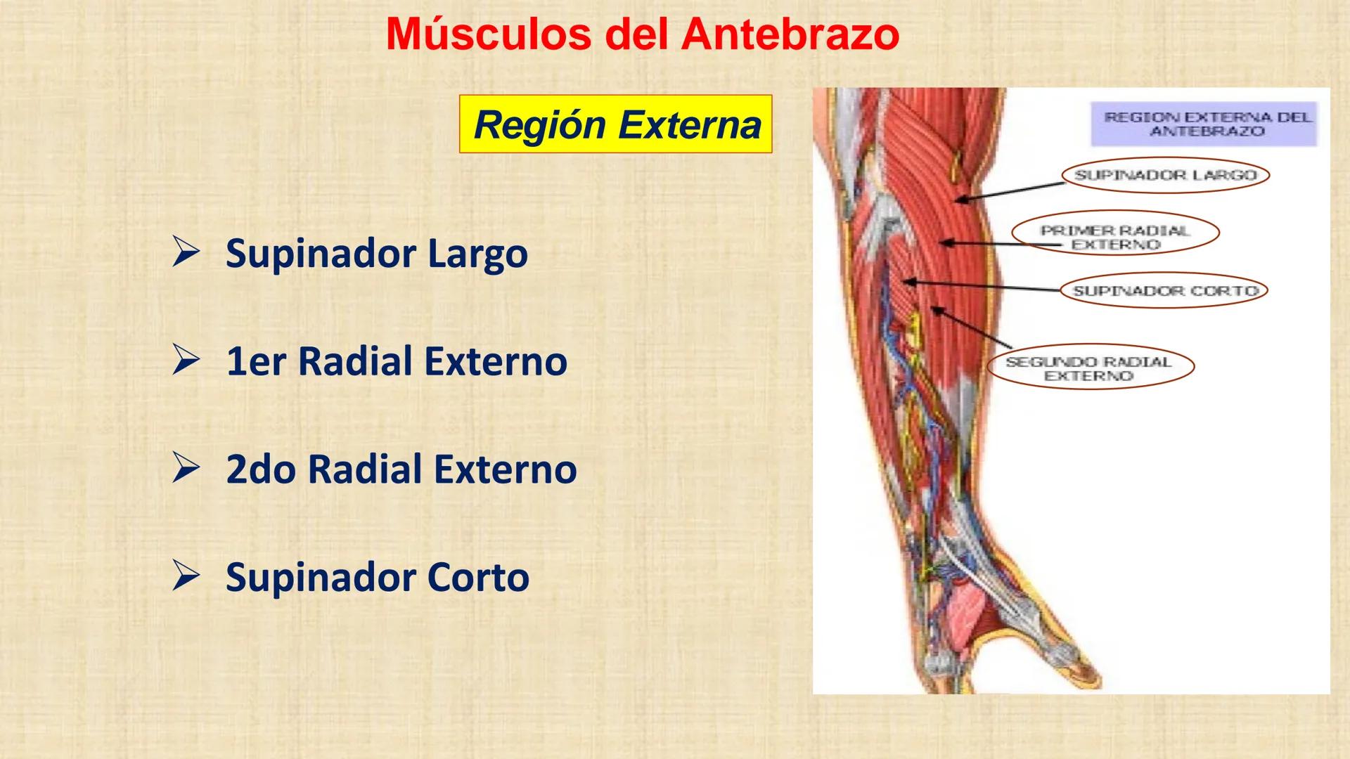 UCN
Universided Central de Nicaragua
Músculos
Miembro Superior
Antebrazo
Dr. Orsini Flores Monterrey
Ortopedia - Traumatología # OBJETIVOS