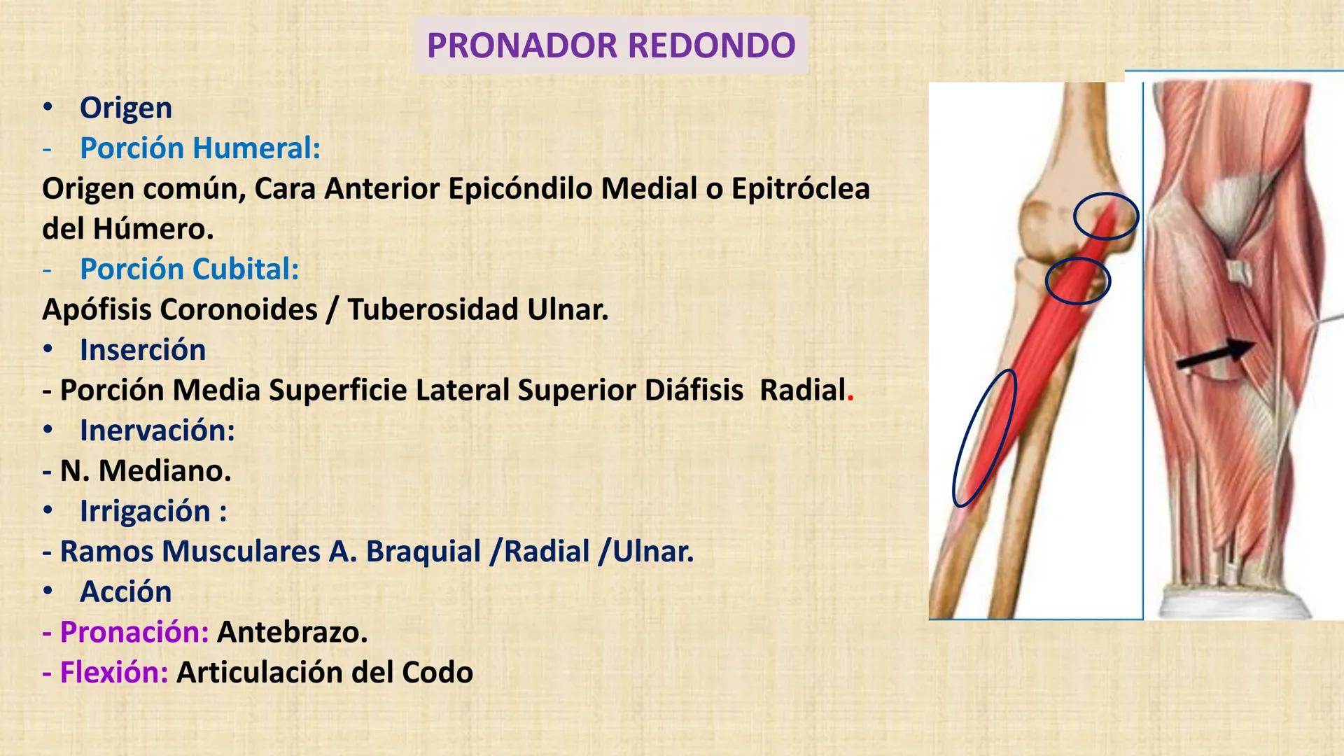 UCN
Universided Central de Nicaragua
Músculos
Miembro Superior
Antebrazo
Dr. Orsini Flores Monterrey
Ortopedia - Traumatología # OBJETIVOS