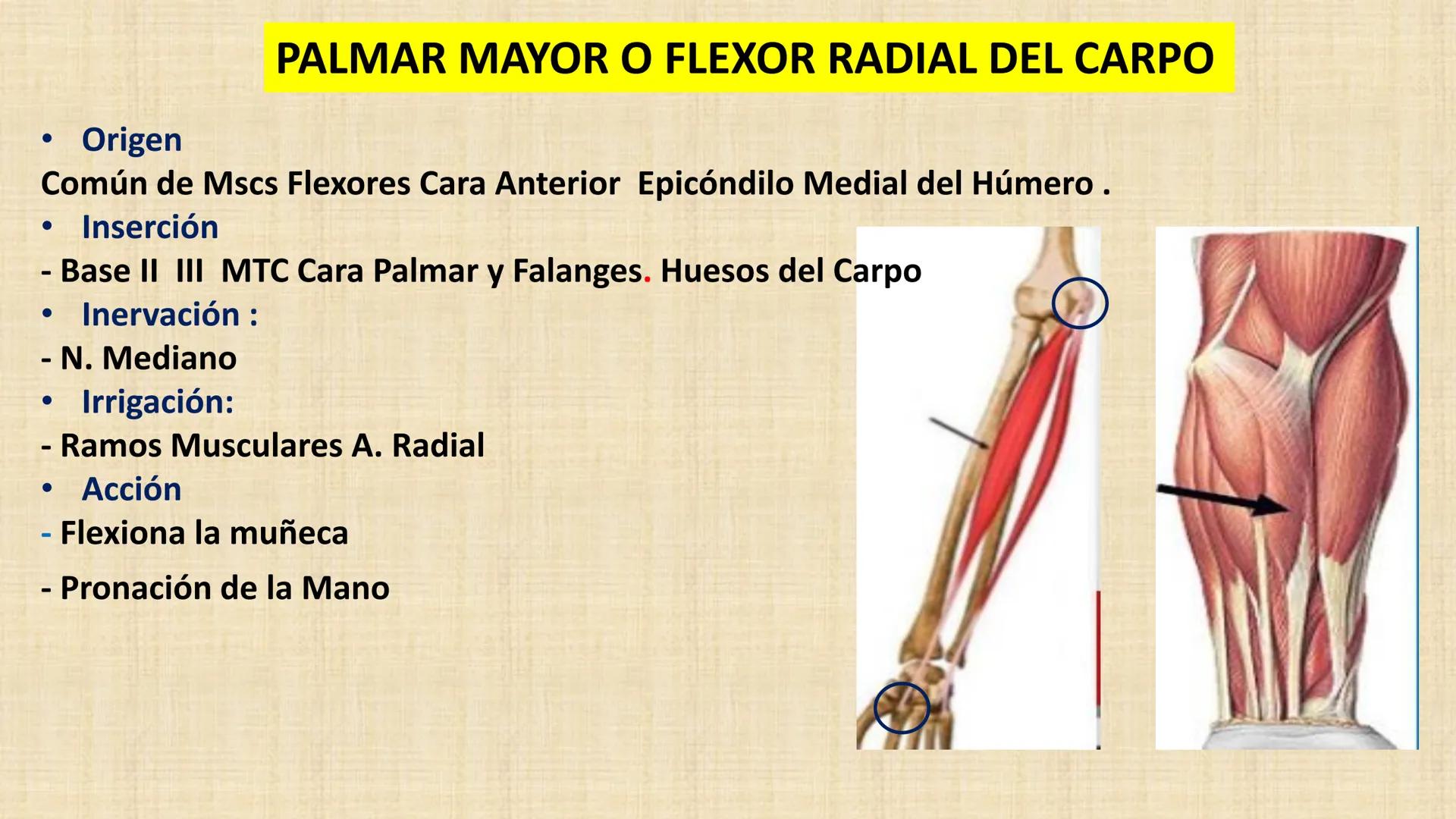 UCN
Universided Central de Nicaragua
Músculos
Miembro Superior
Antebrazo
Dr. Orsini Flores Monterrey
Ortopedia - Traumatología # OBJETIVOS