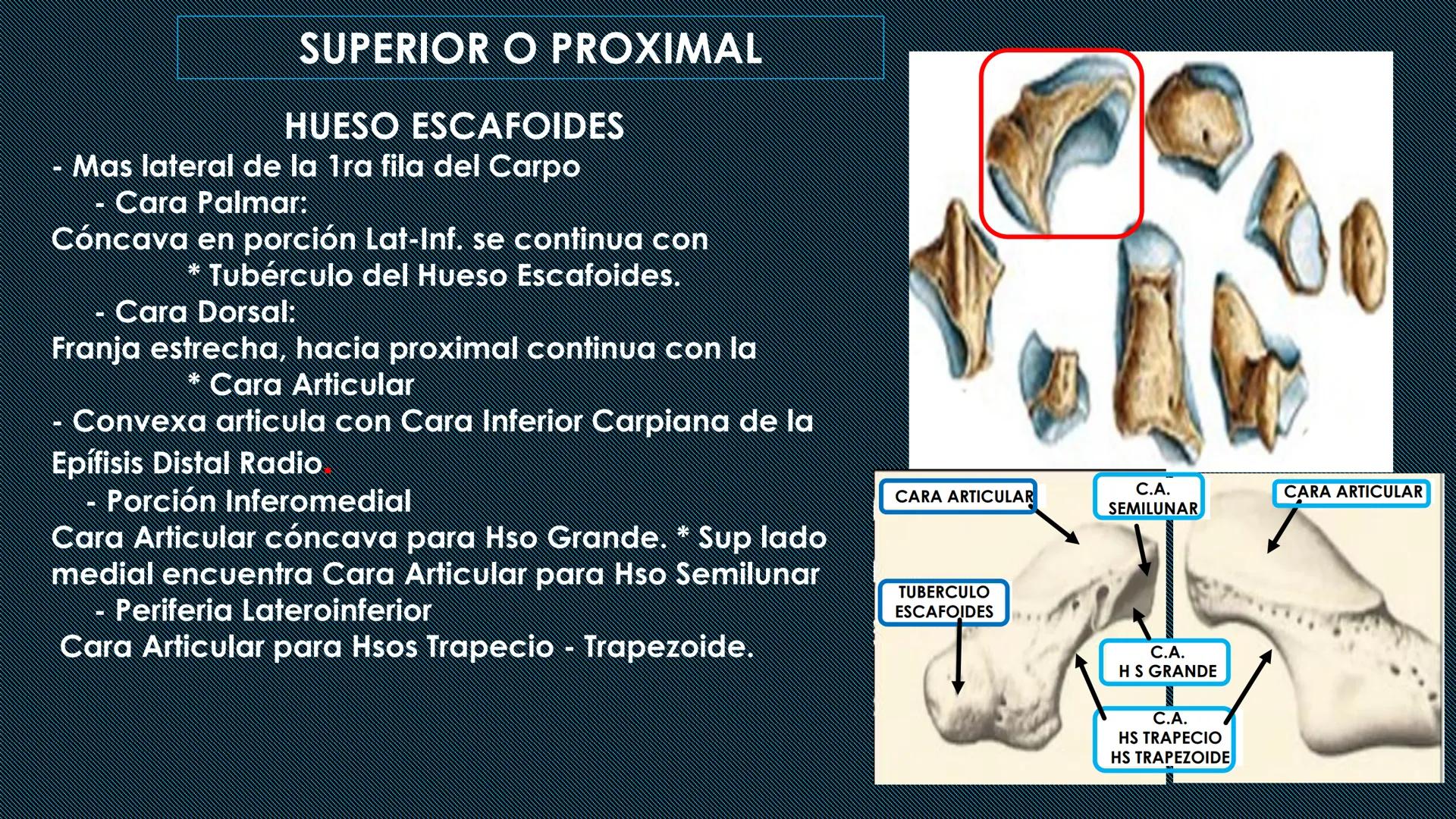 # HUESOS DEL MIEMBRO
SUPERIOR
Dr. Orsini Flores Monterrey
Medico-Cirujano
Ortopedista- Traumatólogo
UCN
Universided Central de Nicaragua