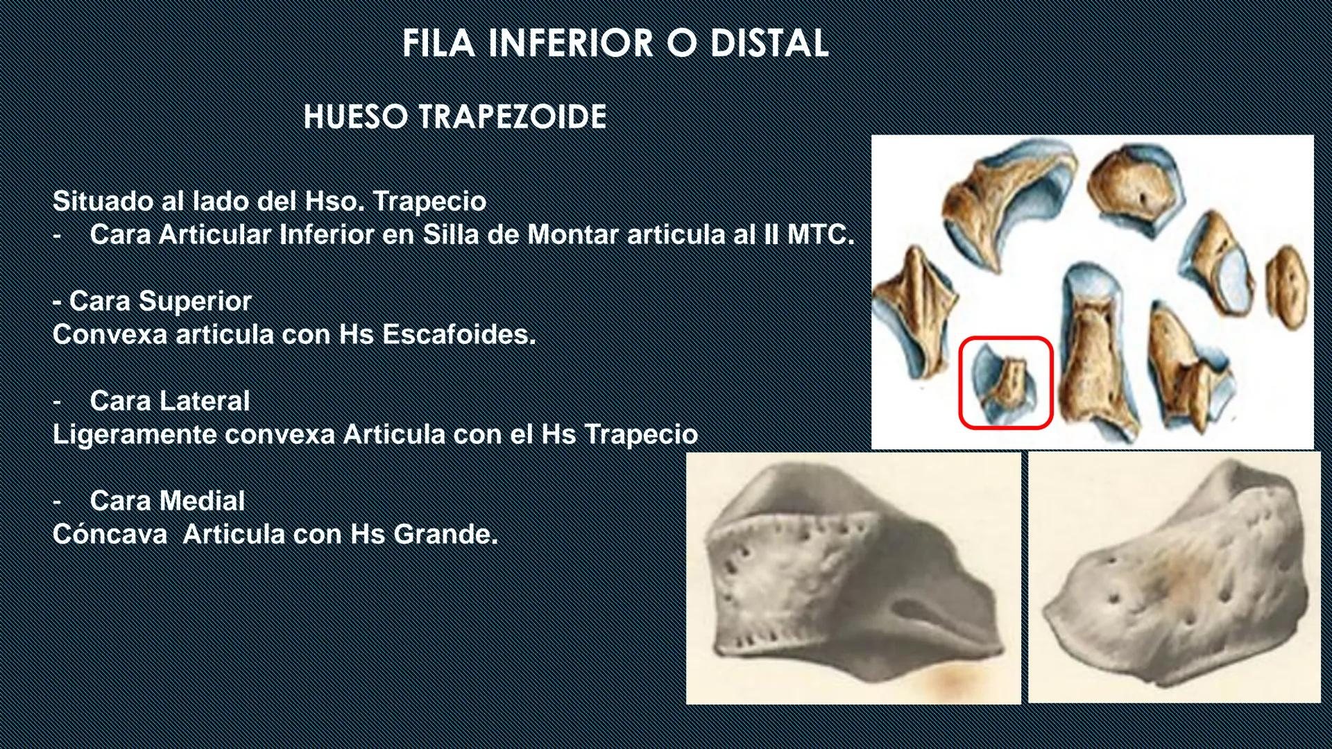 # HUESOS DEL MIEMBRO
SUPERIOR
Dr. Orsini Flores Monterrey
Medico-Cirujano
Ortopedista- Traumatólogo
UCN
Universided Central de Nicaragua