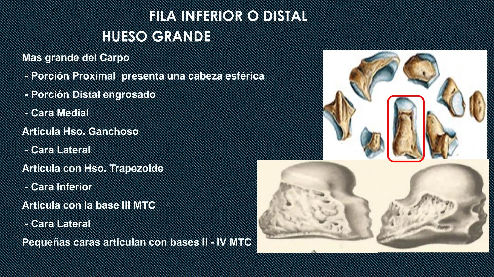 # HUESOS DEL MIEMBRO
SUPERIOR
Dr. Orsini Flores Monterrey
Medico-Cirujano
Ortopedista- Traumatólogo
UCN
Universided Central de Nicaragua