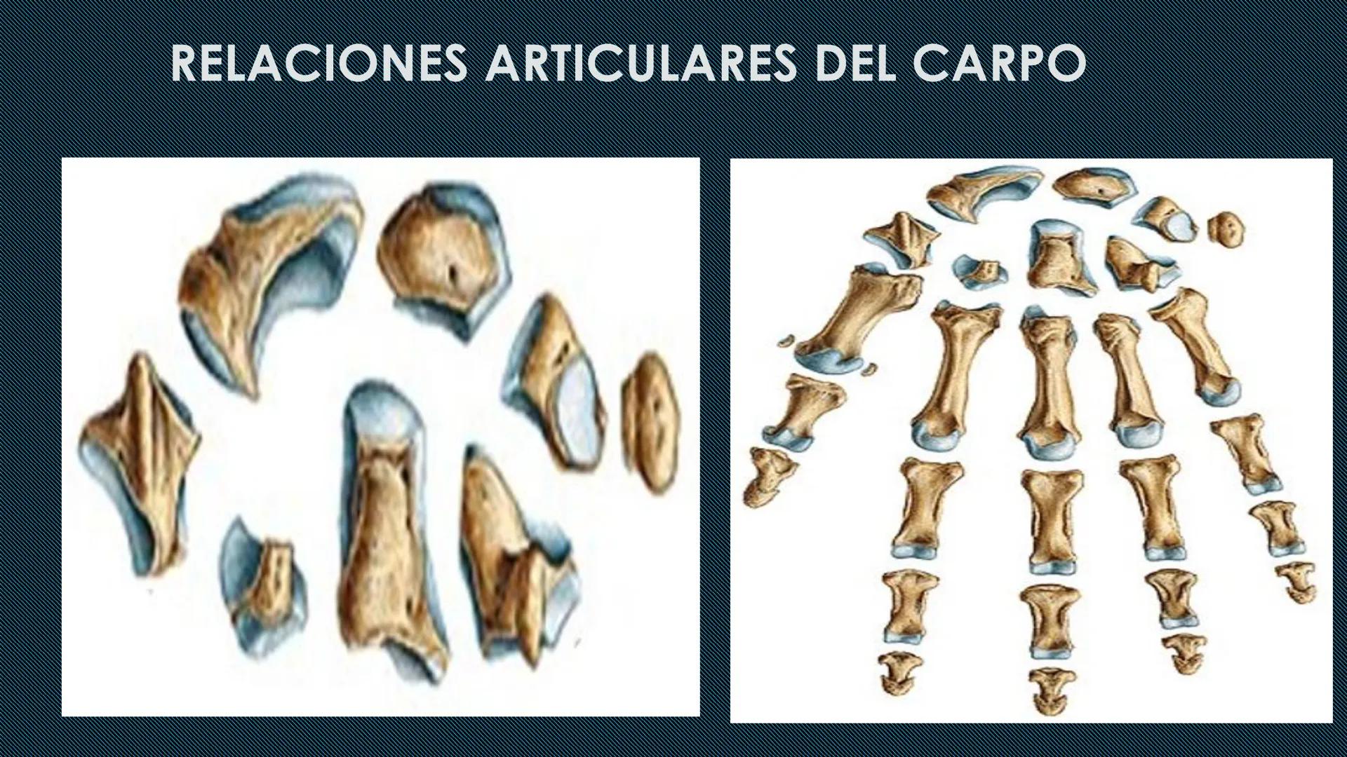 # HUESOS DEL MIEMBRO
SUPERIOR
Dr. Orsini Flores Monterrey
Medico-Cirujano
Ortopedista- Traumatólogo
UCN
Universided Central de Nicaragua