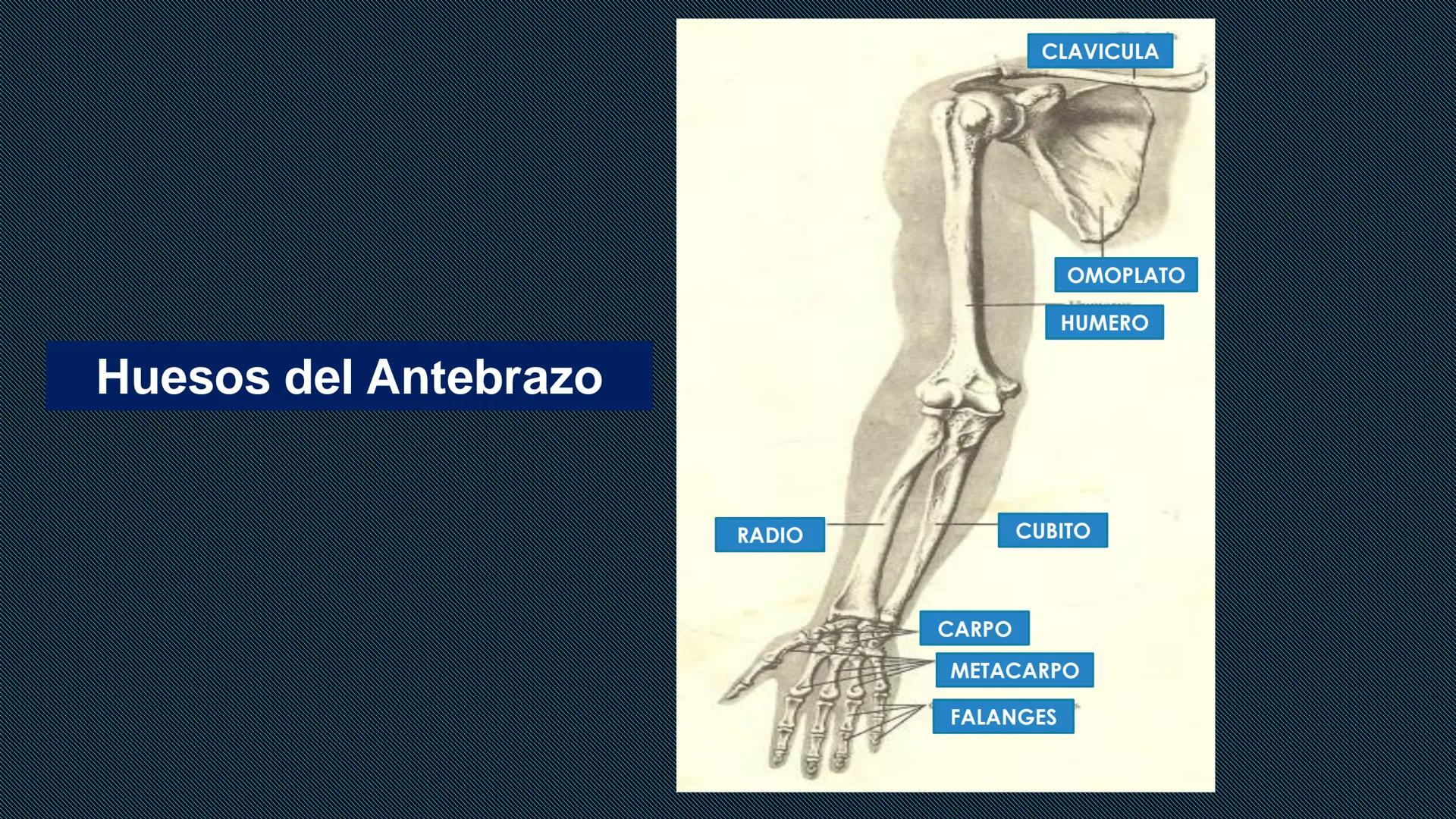 # HUESOS DEL MIEMBRO
SUPERIOR
Dr. Orsini Flores Monterrey
Medico-Cirujano
Ortopedista- Traumatólogo
UCN
Universided Central de Nicaragua