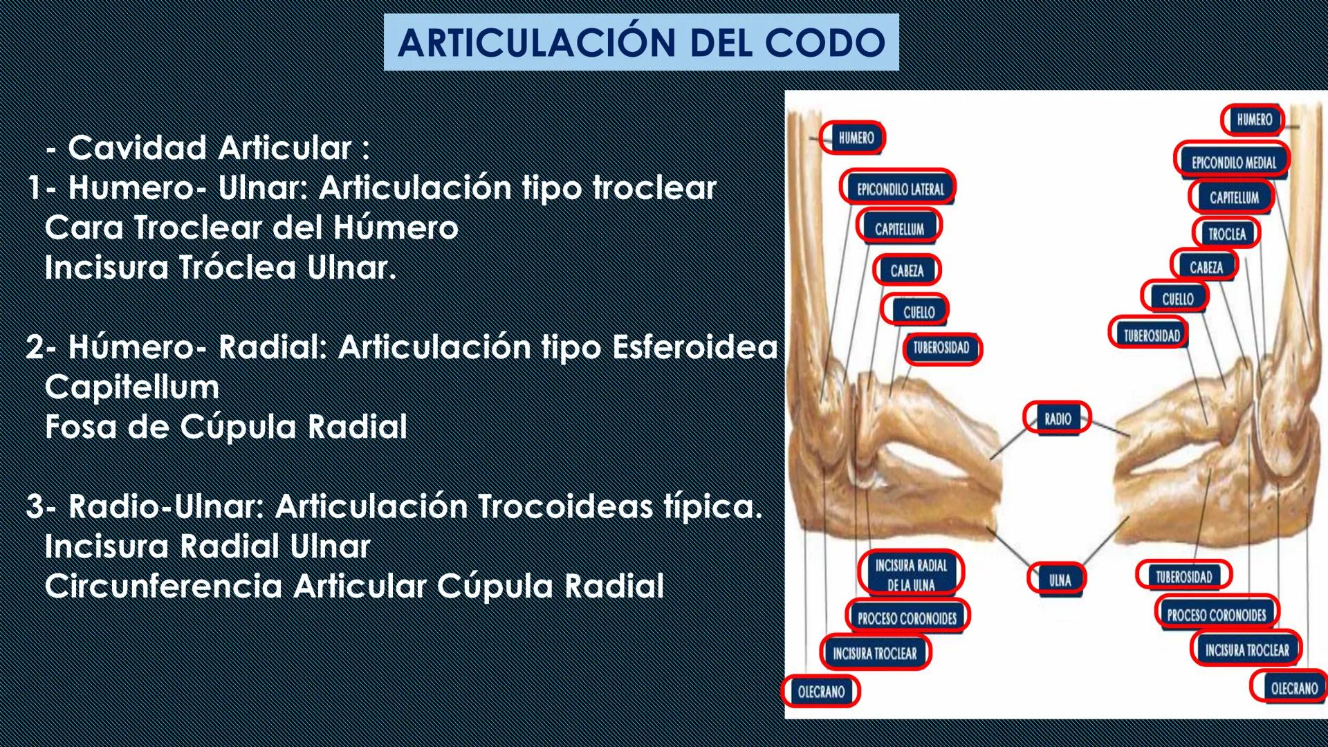 # HUESOS DEL MIEMBRO
SUPERIOR
Dr. Orsini Flores Monterrey
Medico-Cirujano
Ortopedista- Traumatólogo
UCN
Universided Central de Nicaragua