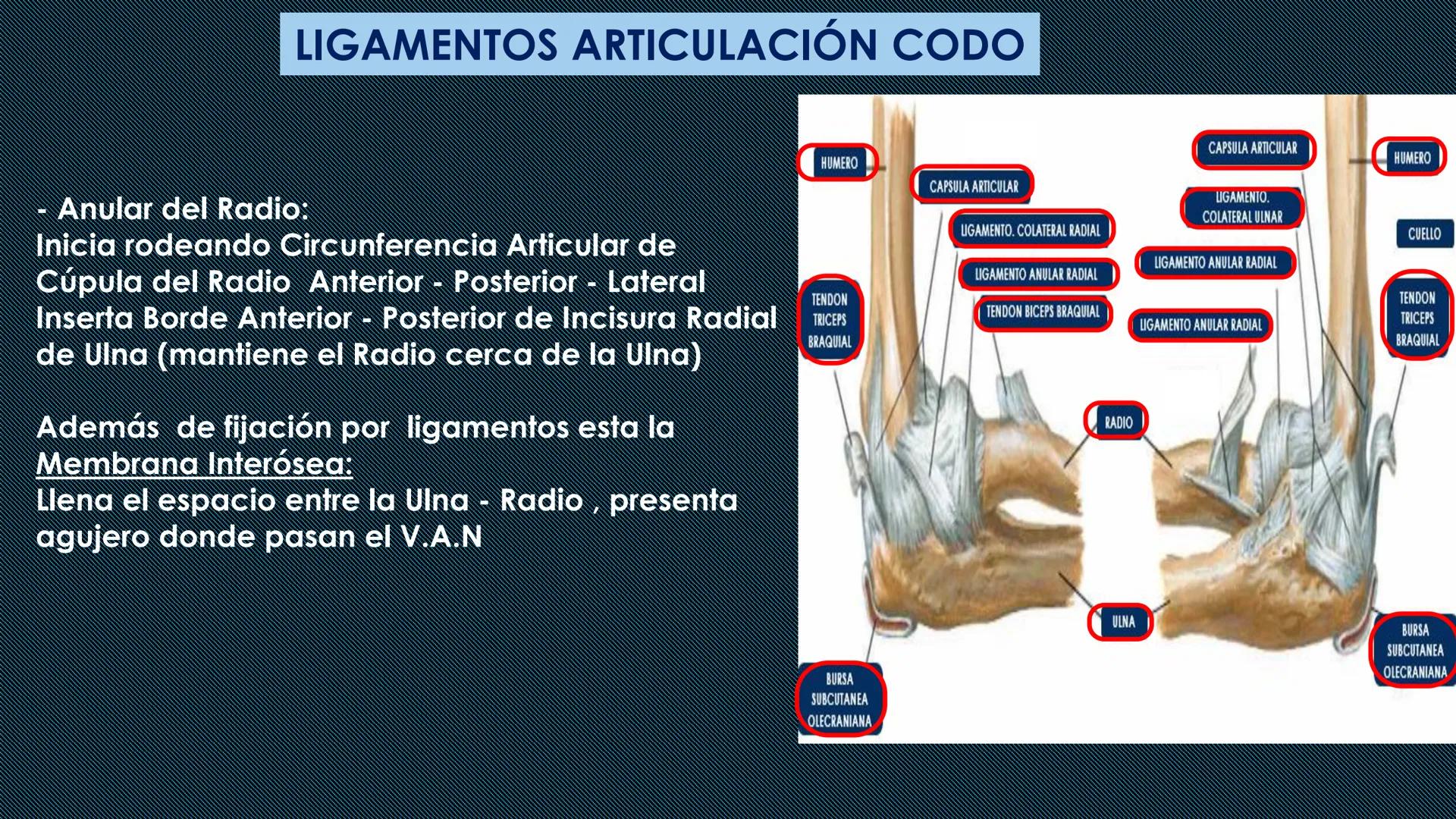 # HUESOS DEL MIEMBRO
SUPERIOR
Dr. Orsini Flores Monterrey
Medico-Cirujano
Ortopedista- Traumatólogo
UCN
Universided Central de Nicaragua