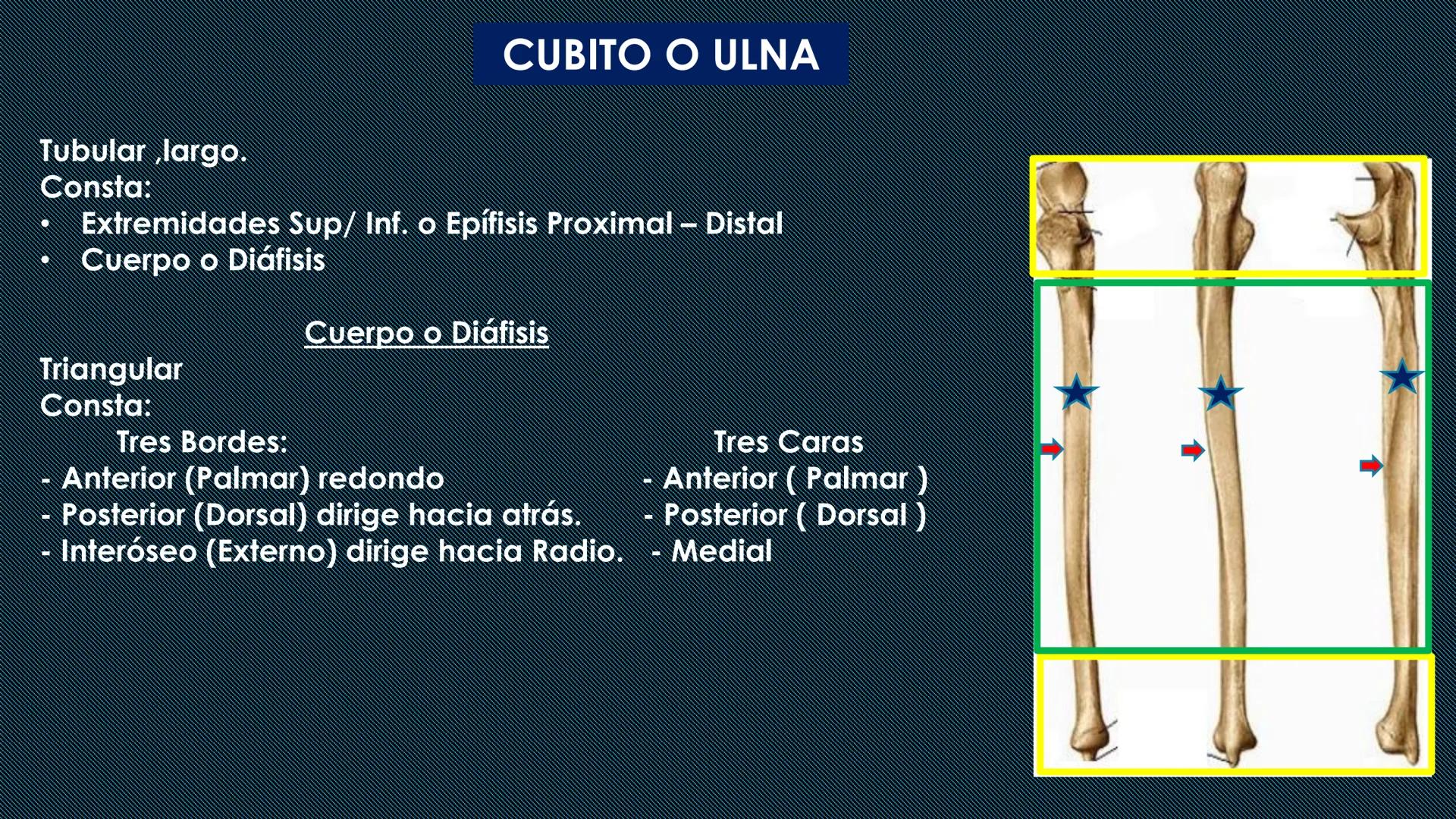 # HUESOS DEL MIEMBRO
SUPERIOR
Dr. Orsini Flores Monterrey
Medico-Cirujano
Ortopedista- Traumatólogo
UCN
Universided Central de Nicaragua