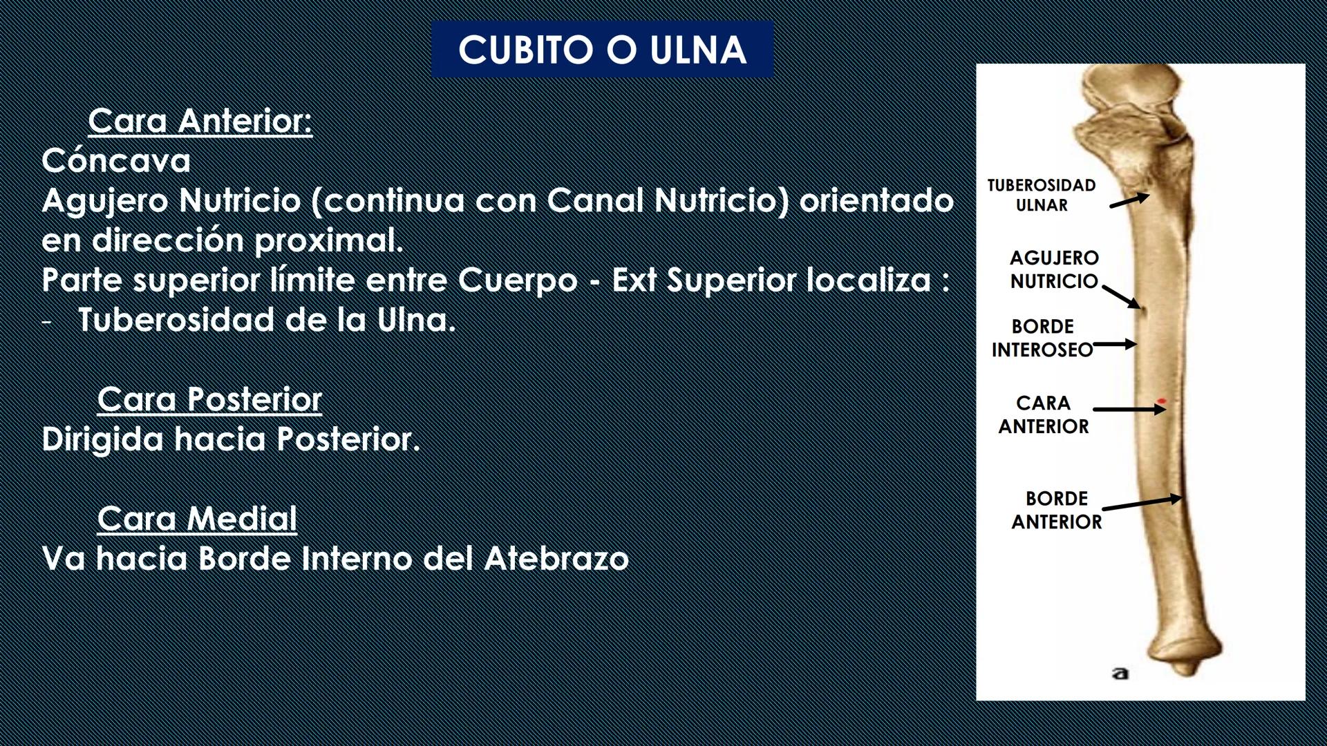 # HUESOS DEL MIEMBRO
SUPERIOR
Dr. Orsini Flores Monterrey
Medico-Cirujano
Ortopedista- Traumatólogo
UCN
Universided Central de Nicaragua