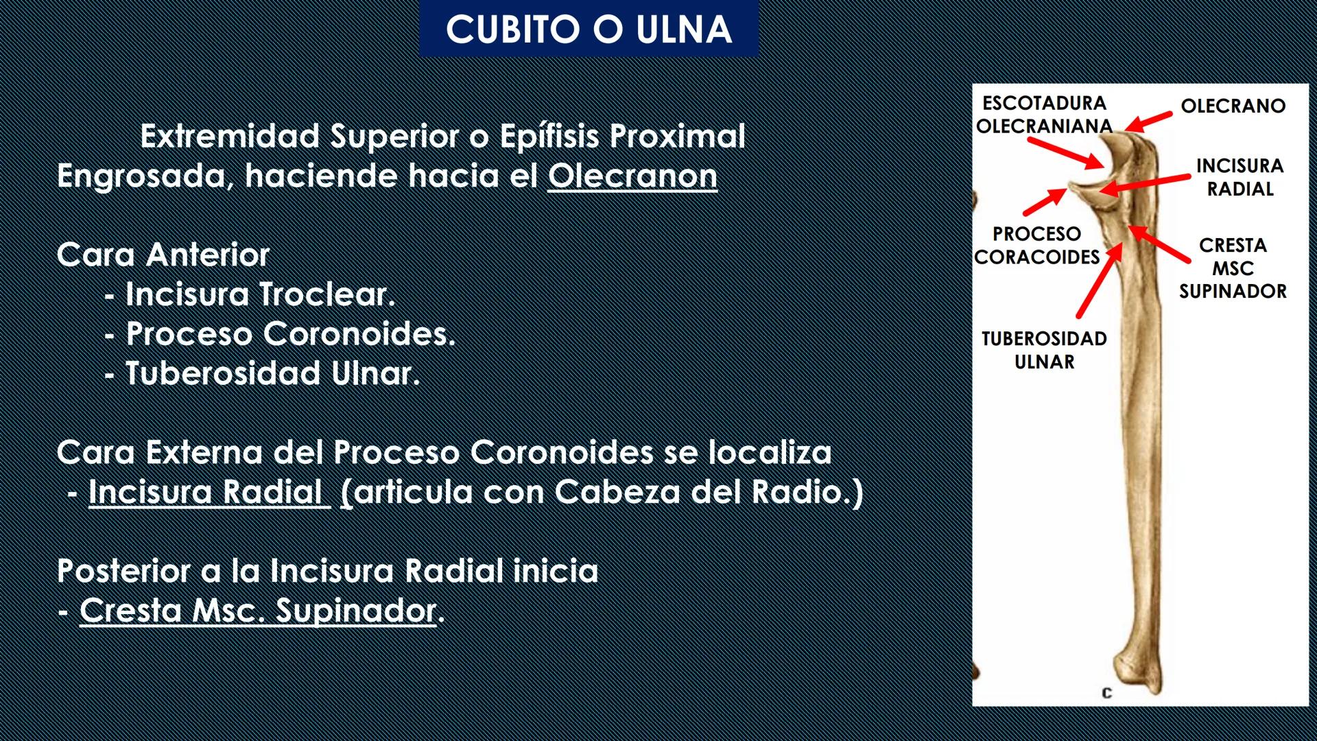 # HUESOS DEL MIEMBRO
SUPERIOR
Dr. Orsini Flores Monterrey
Medico-Cirujano
Ortopedista- Traumatólogo
UCN
Universided Central de Nicaragua