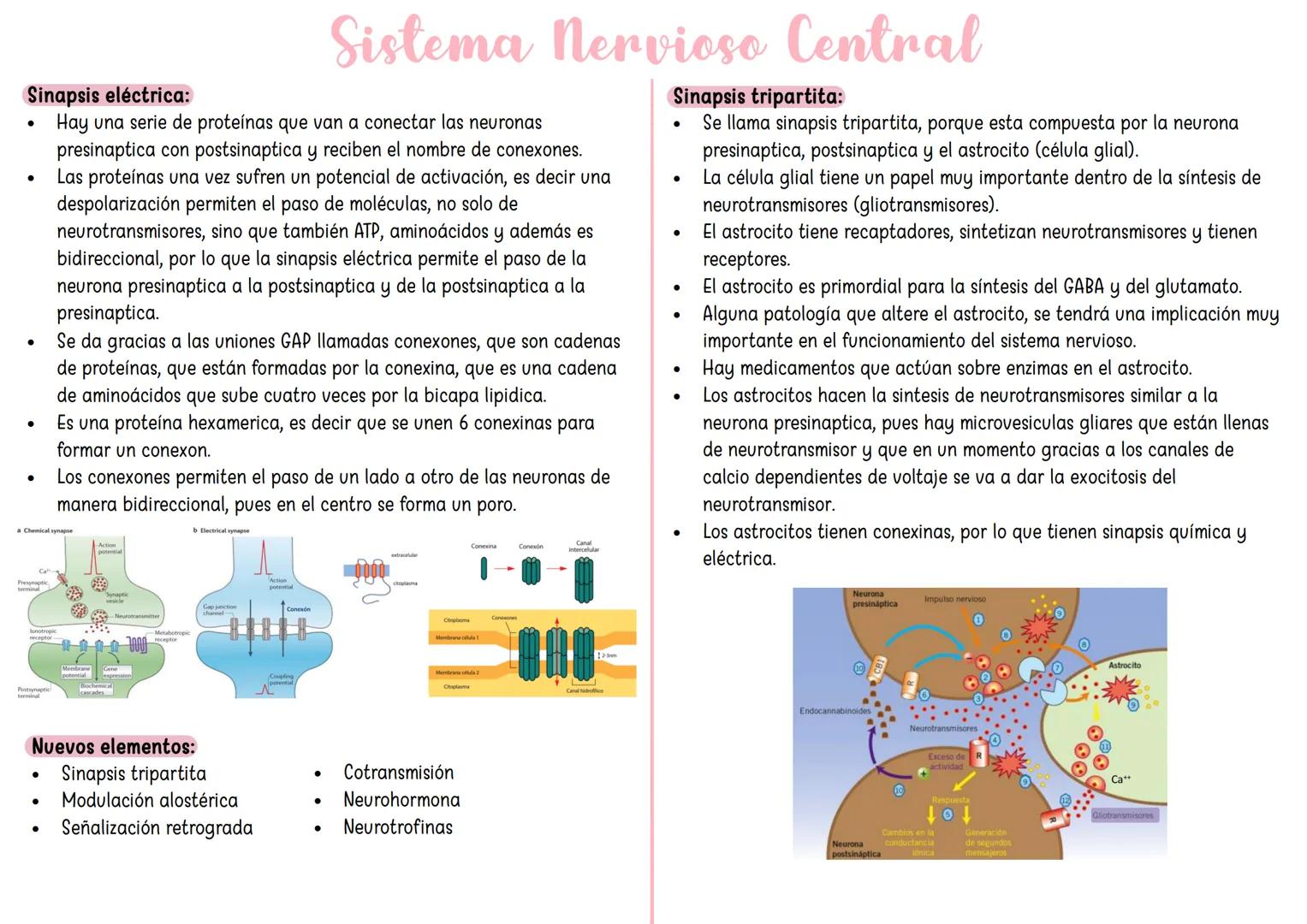 FARMACO TANDA 4 ## Sinapsis eléctrica:
* Hay una serie de proteínas que van a conectar las neuronas presinaptica con postsinaptica y recibe