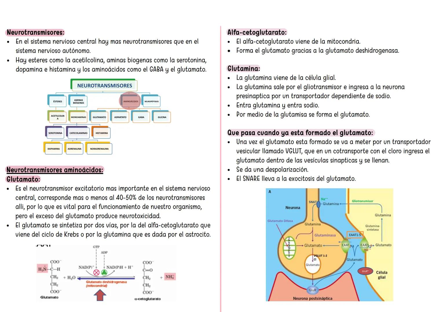 FARMACO TANDA 4 ## Sinapsis eléctrica:
* Hay una serie de proteínas que van a conectar las neuronas presinaptica con postsinaptica y recibe