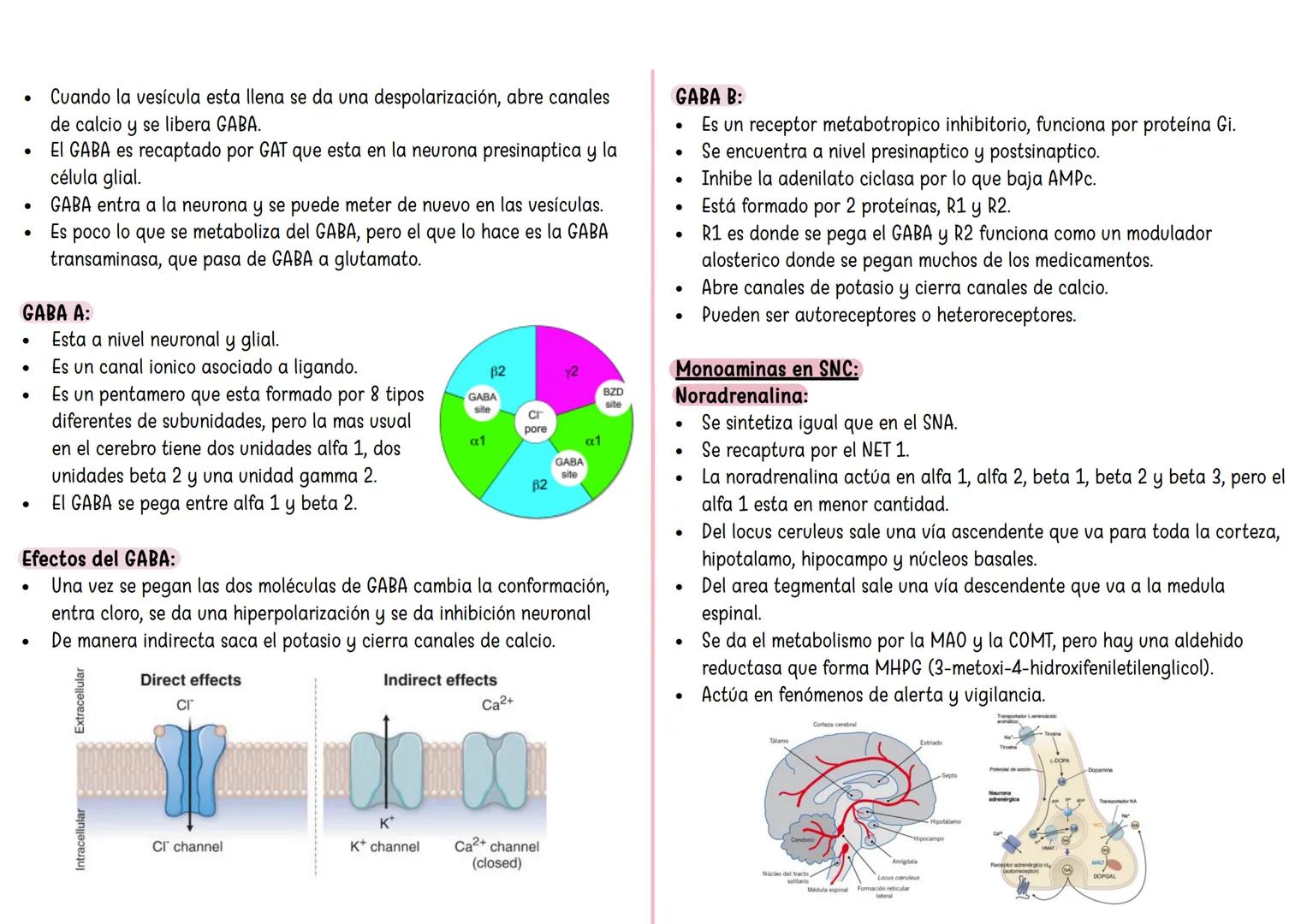 FARMACO TANDA 4 ## Sinapsis eléctrica:
* Hay una serie de proteínas que van a conectar las neuronas presinaptica con postsinaptica y recibe