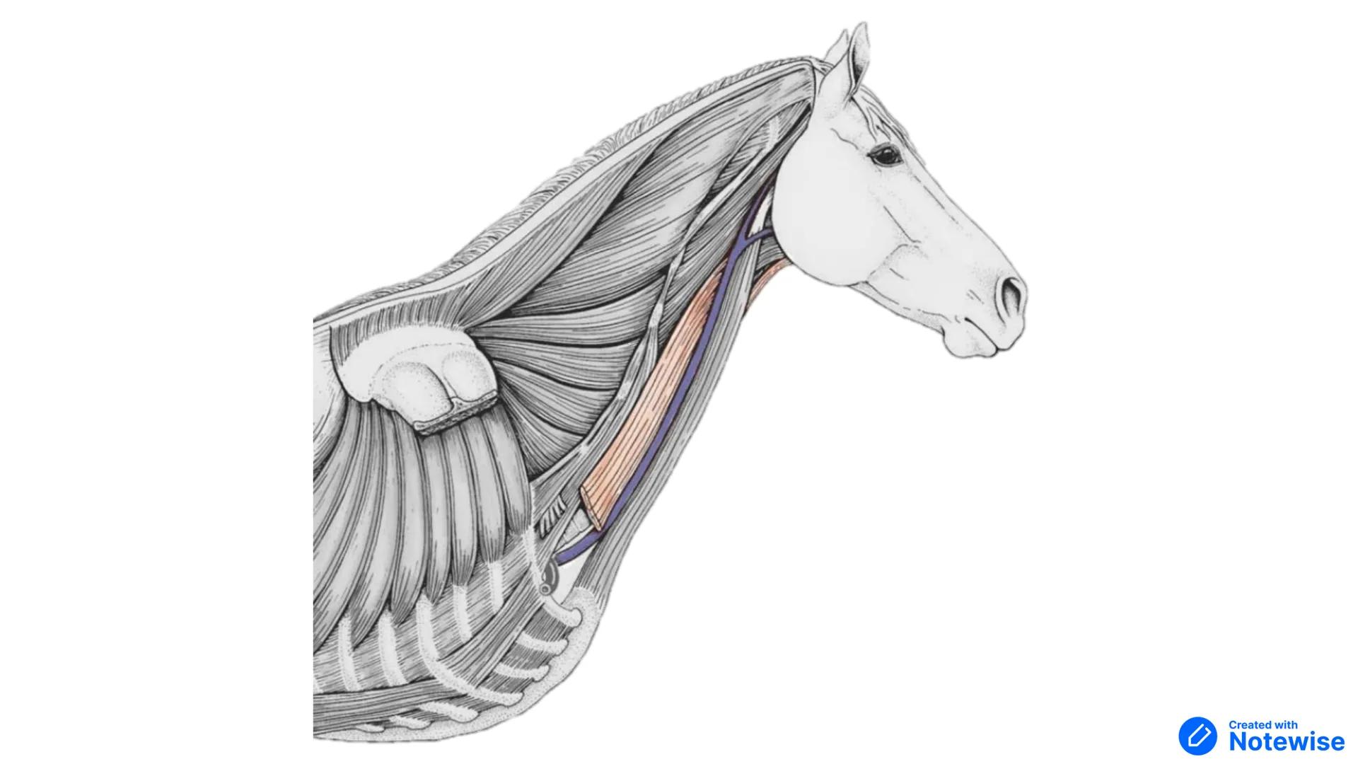 # Músculos del cuello y tórax
Created with
Notewise # Fascia
- Tejido conectivo que separa distintos órganos --- OCR Start ---
Múscu