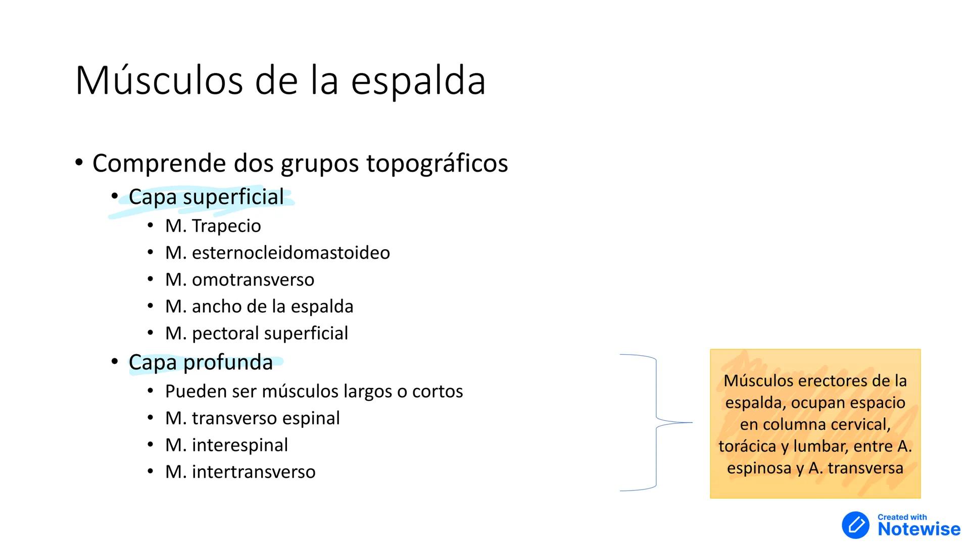 # Músculos del cuello y tórax
Created with
Notewise # Fascia
- Tejido conectivo que separa distintos órganos --- OCR Start ---
Múscu