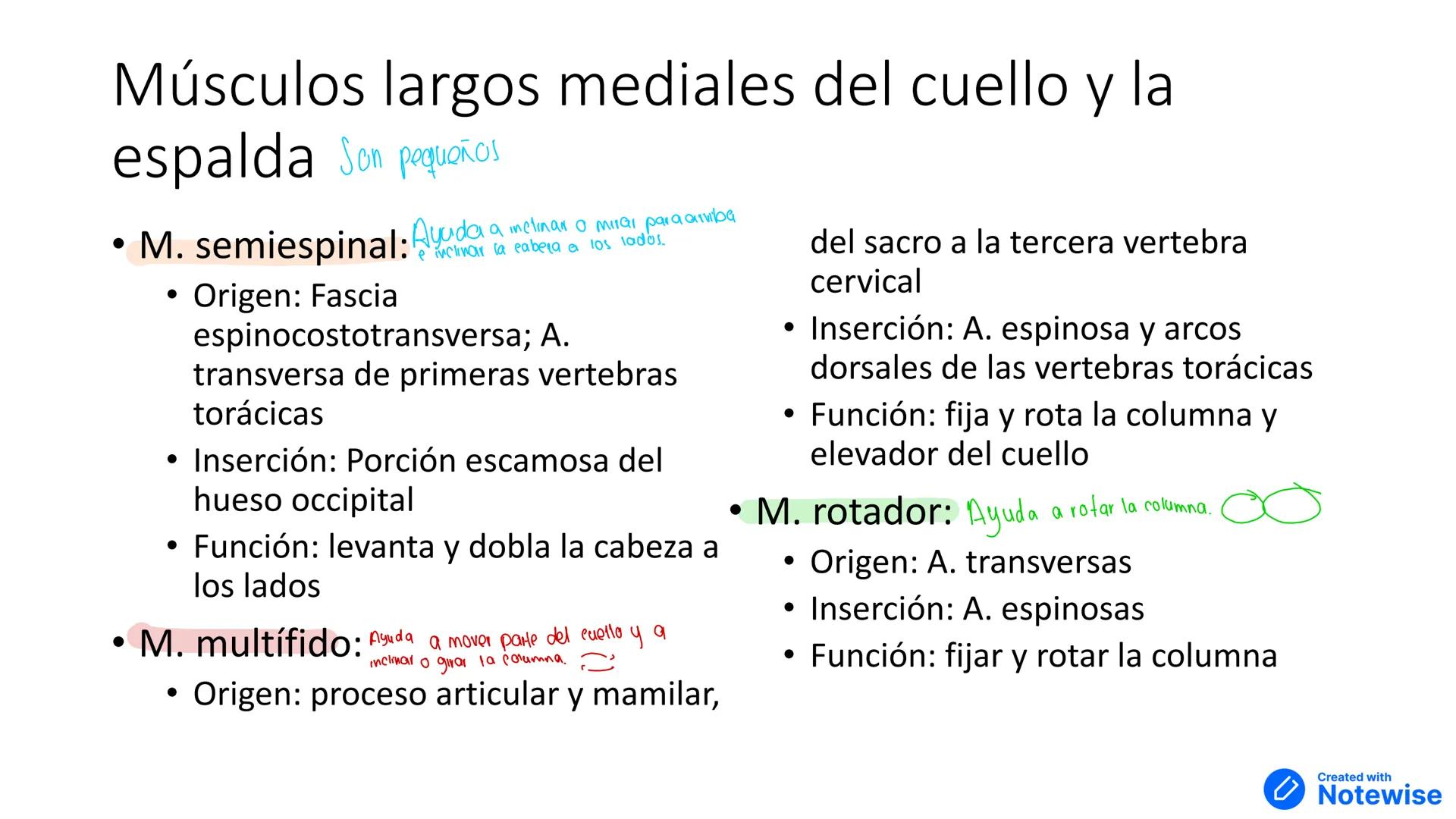 # Músculos del cuello y tórax
Created with
Notewise # Fascia
- Tejido conectivo que separa distintos órganos --- OCR Start ---
Múscu