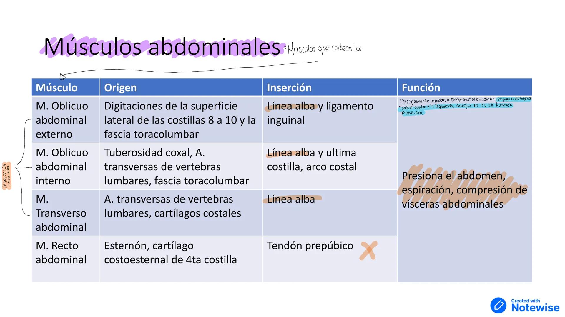 # Músculos del cuello y tórax
Created with
Notewise # Fascia
- Tejido conectivo que separa distintos órganos --- OCR Start ---
Múscu