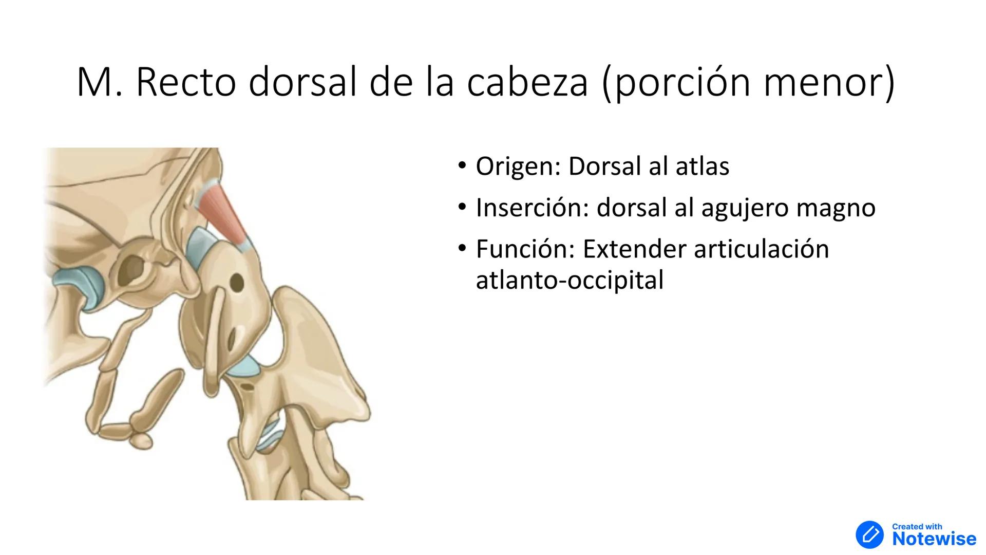 # Músculos del cuello y tórax
Created with
Notewise # Fascia
- Tejido conectivo que separa distintos órganos --- OCR Start ---
Múscu
