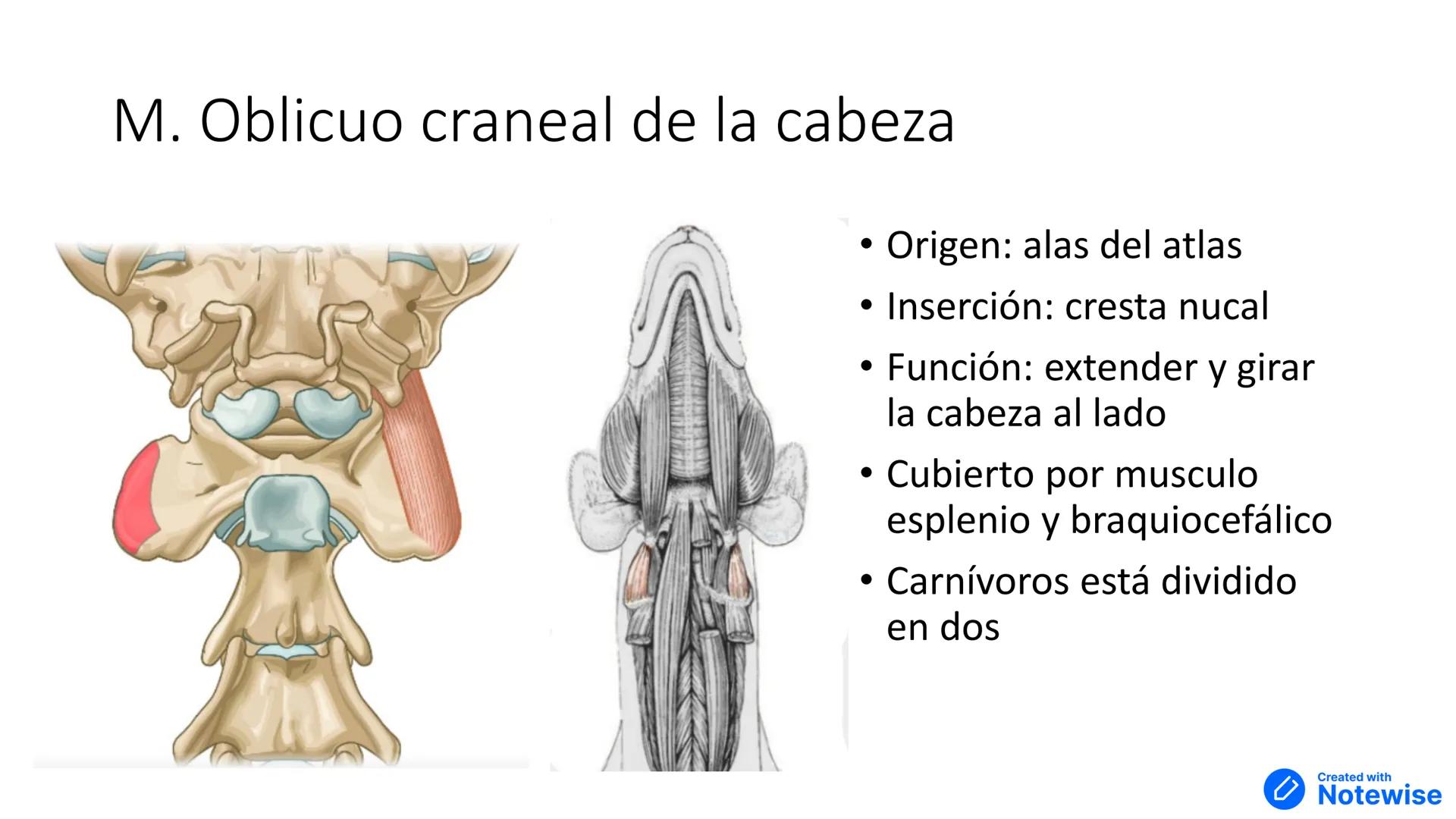 # Músculos del cuello y tórax
Created with
Notewise # Fascia
- Tejido conectivo que separa distintos órganos --- OCR Start ---
Múscu