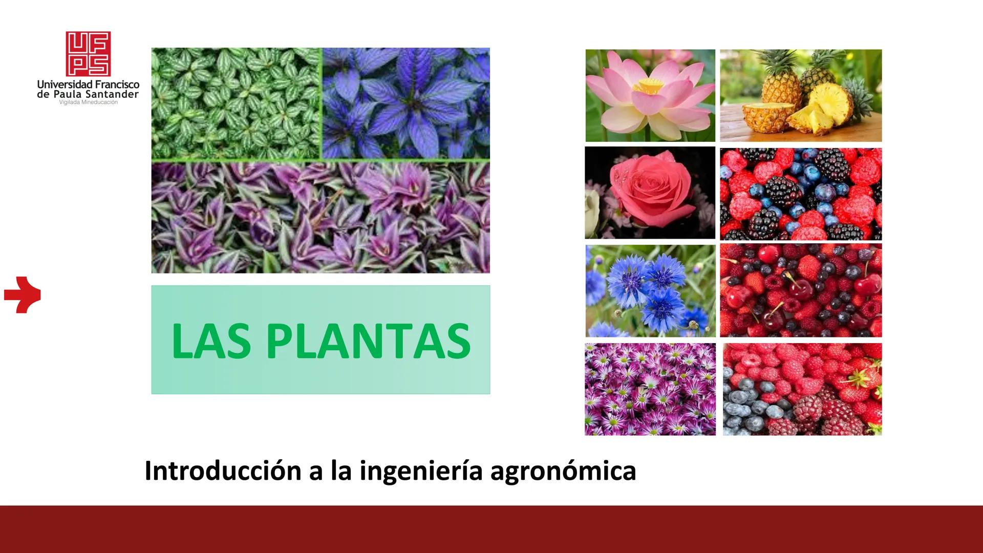 # UF
# PS
Universidad Francisco
de Paula Santander
Vigilada Mineducación
# Universidad Francisco de Paula Santander
## Ingeniería Agronómica