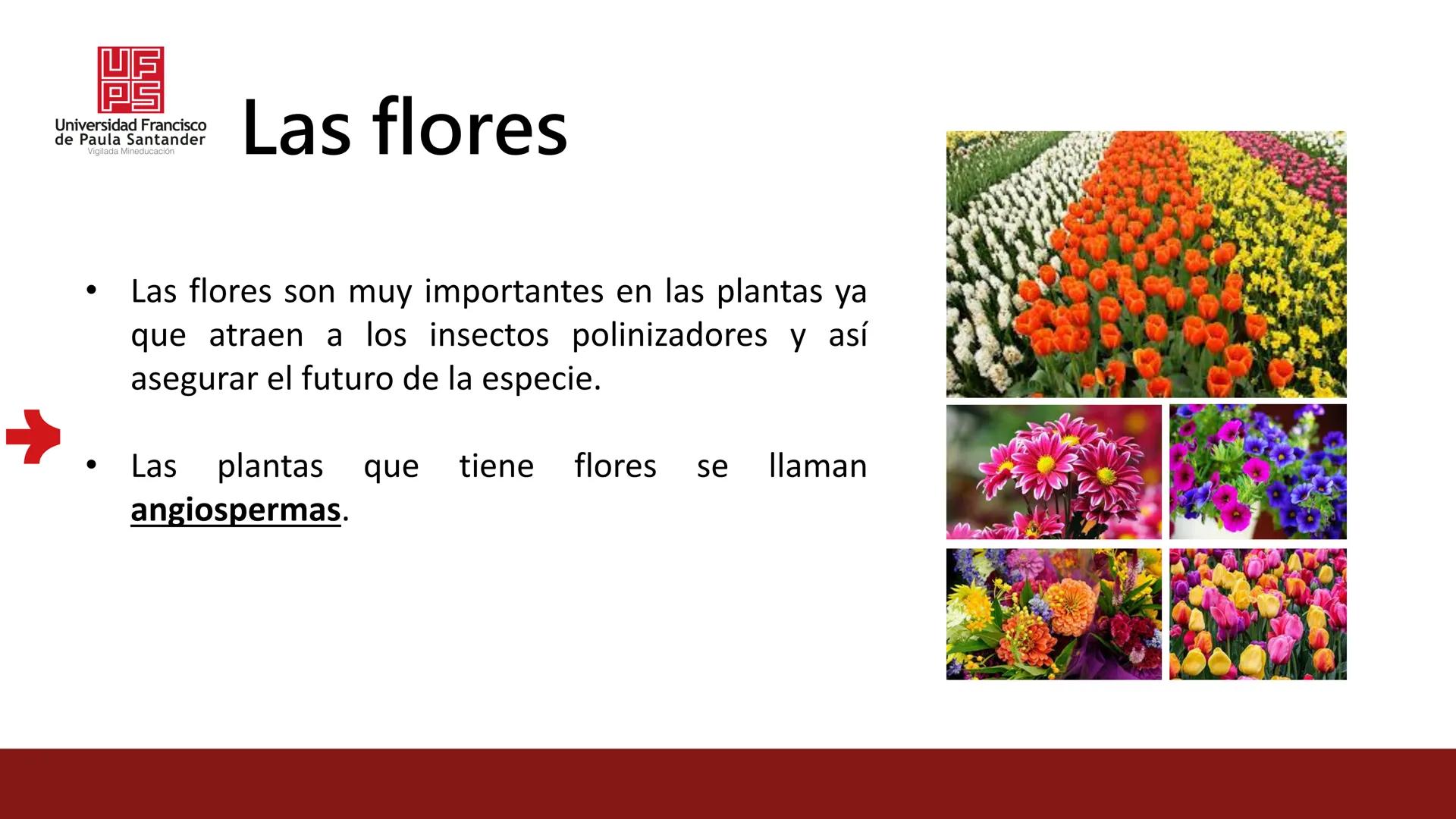 # UF
# PS
Universidad Francisco
de Paula Santander
Vigilada Mineducación
# Universidad Francisco de Paula Santander
## Ingeniería Agronómica