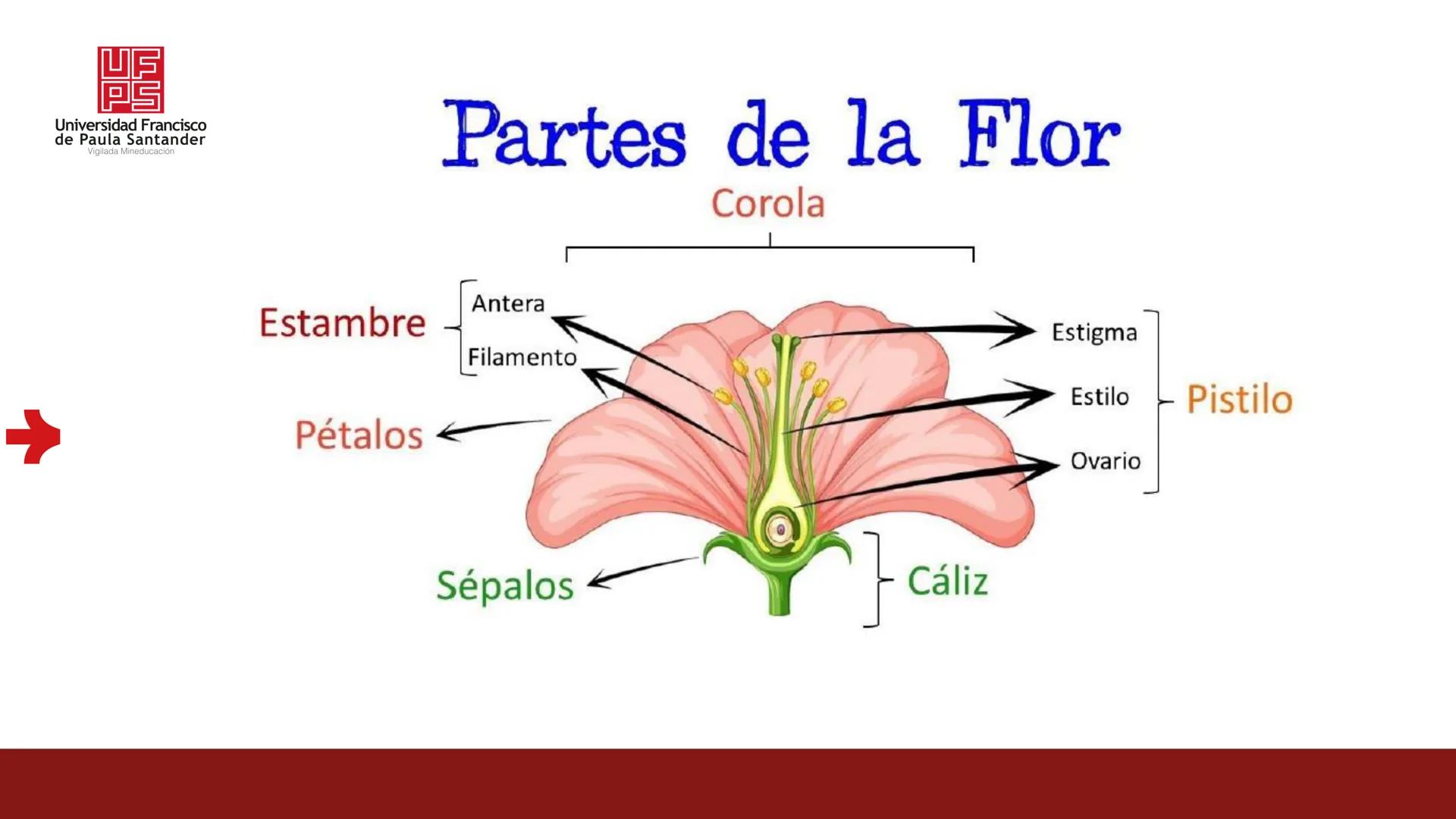 # UF
# PS
Universidad Francisco
de Paula Santander
Vigilada Mineducación
# Universidad Francisco de Paula Santander
## Ingeniería Agronómica