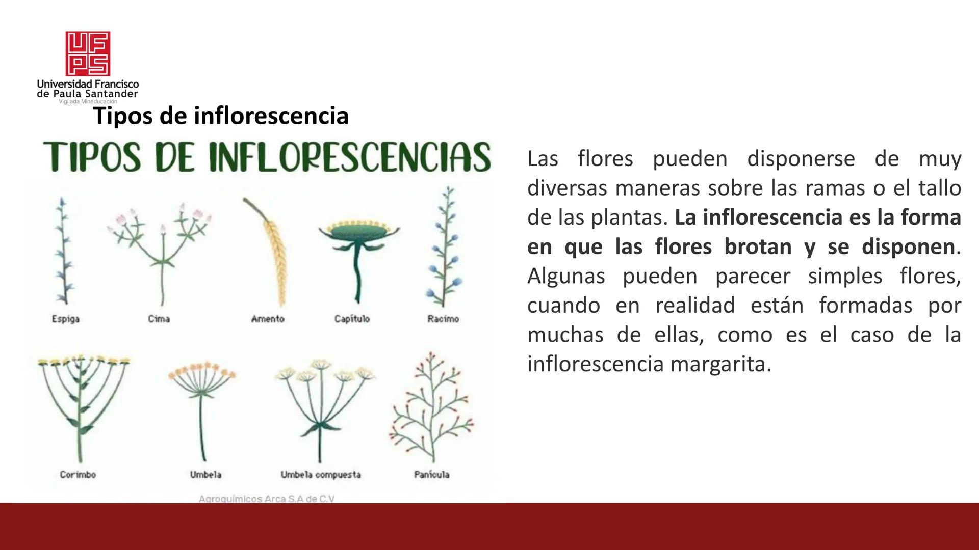 # UF
# PS
Universidad Francisco
de Paula Santander
Vigilada Mineducación
# Universidad Francisco de Paula Santander
## Ingeniería Agronómica