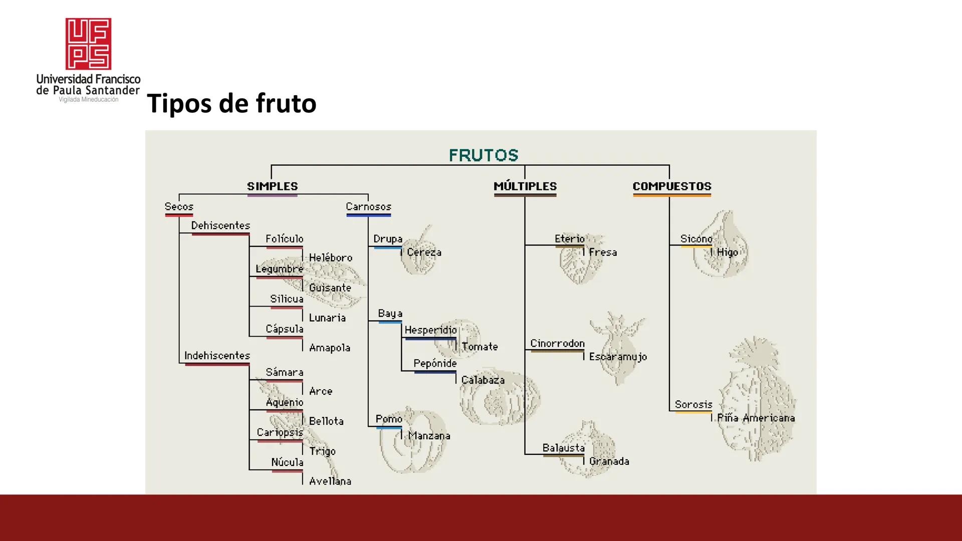 # UF
# PS
Universidad Francisco
de Paula Santander
Vigilada Mineducación
# Universidad Francisco de Paula Santander
## Ingeniería Agronómica
