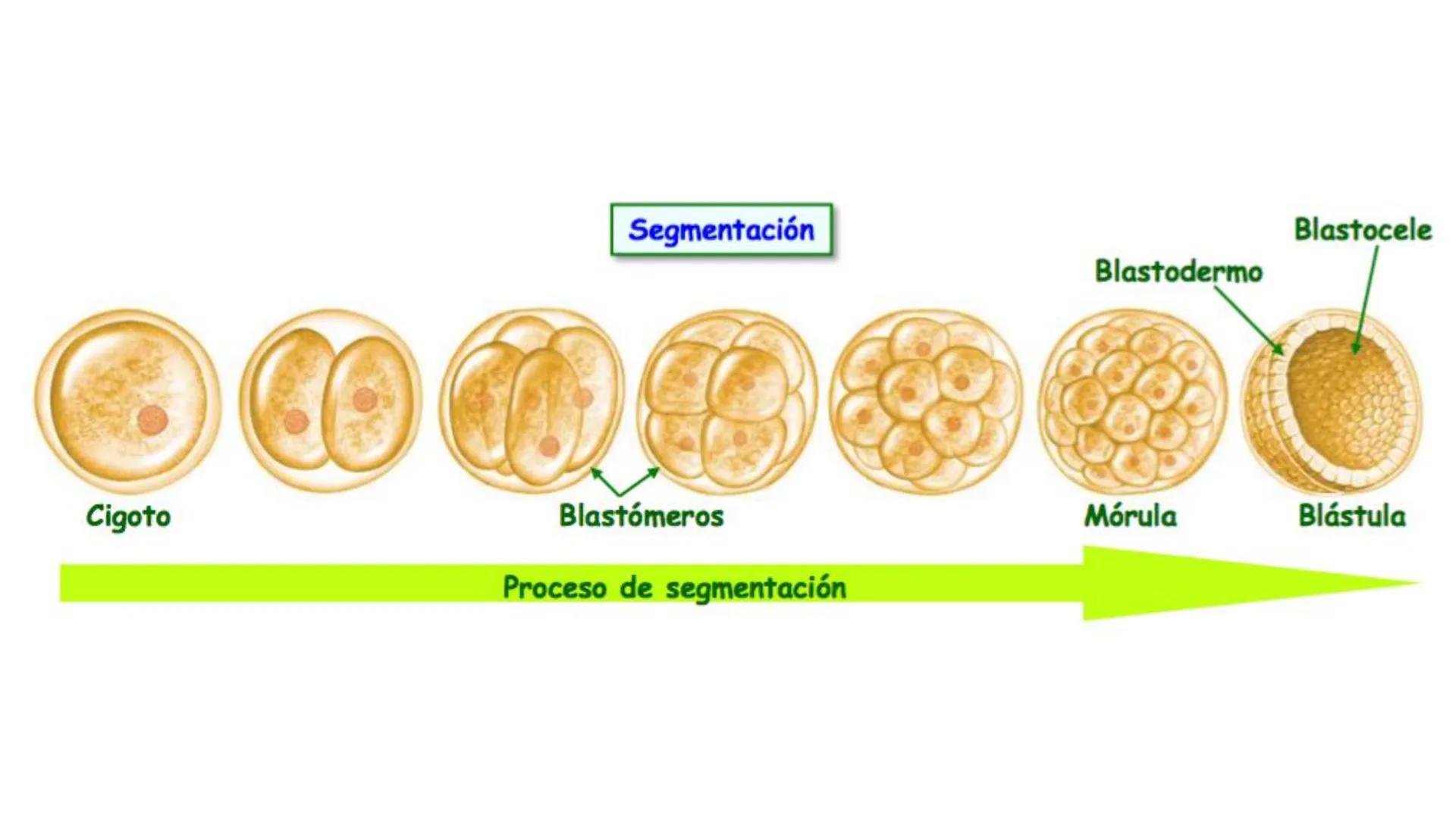 --- OCR Start ---
Aspiró el aire cálido, se detuvo en mitad de la aspiración,
se estiró y murió.
Leon Tolstói. La muerte de Iván Ilich. 1886