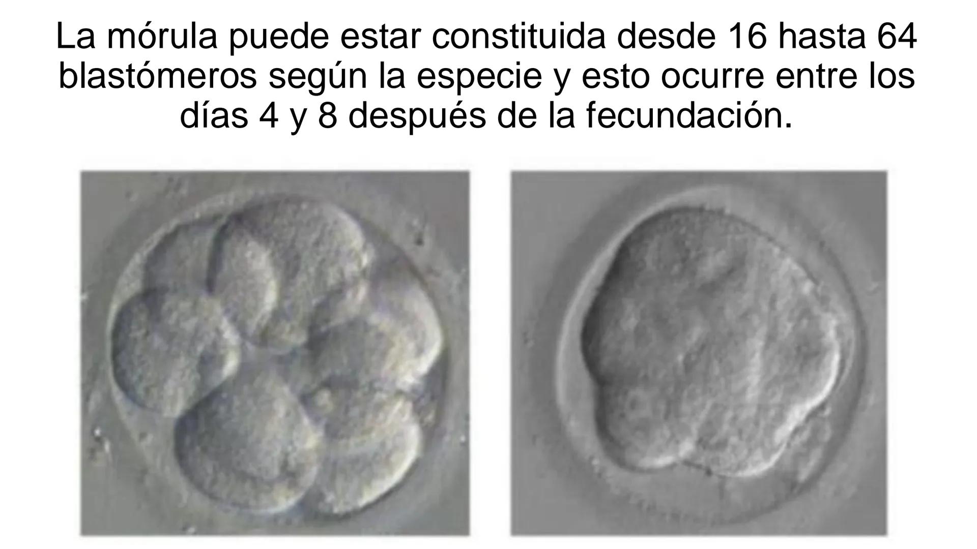--- OCR Start ---
Aspiró el aire cálido, se detuvo en mitad de la aspiración,
se estiró y murió.
Leon Tolstói. La muerte de Iván Ilich. 1886