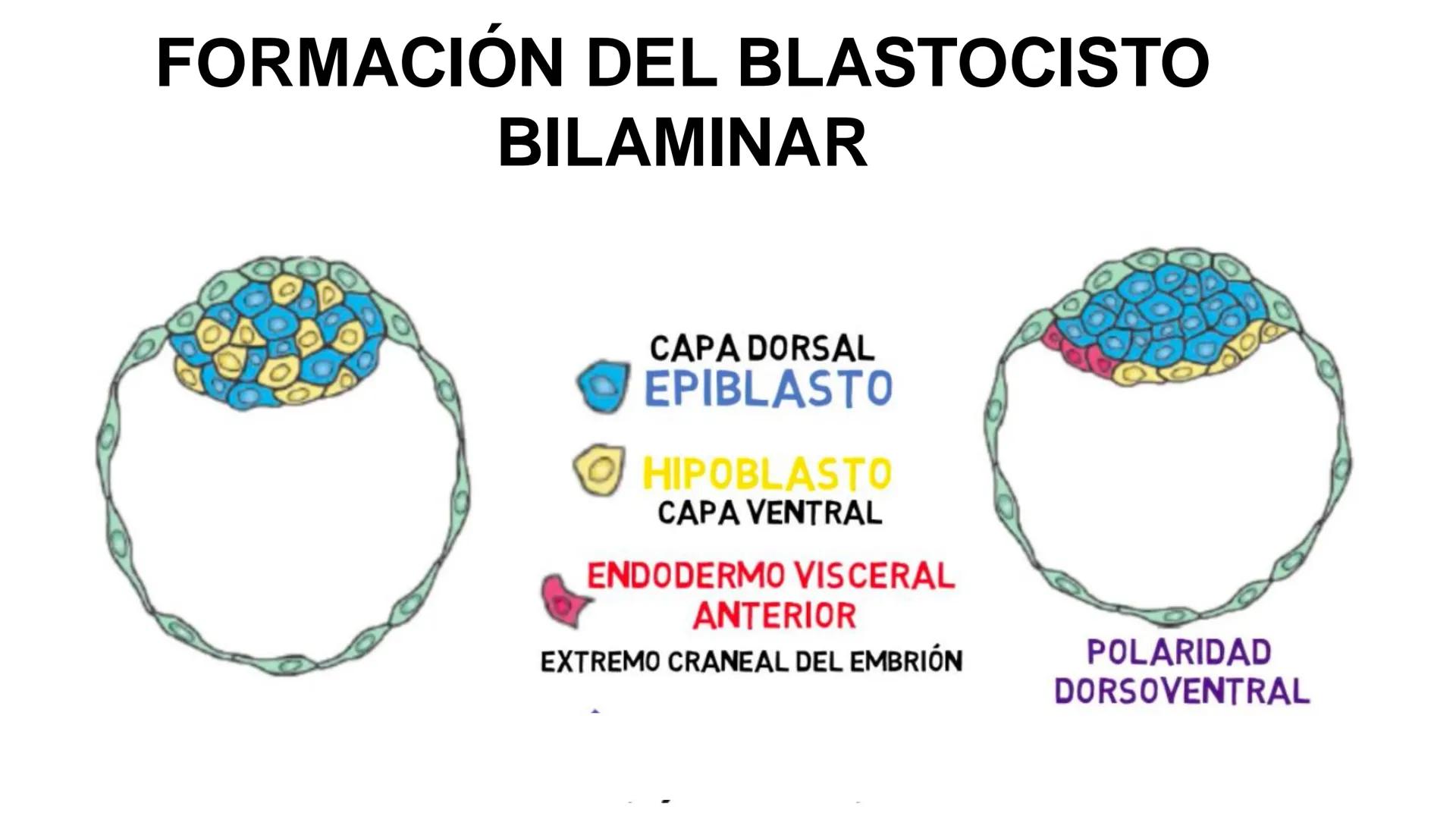 --- OCR Start ---
Aspiró el aire cálido, se detuvo en mitad de la aspiración,
se estiró y murió.
Leon Tolstói. La muerte de Iván Ilich. 1886