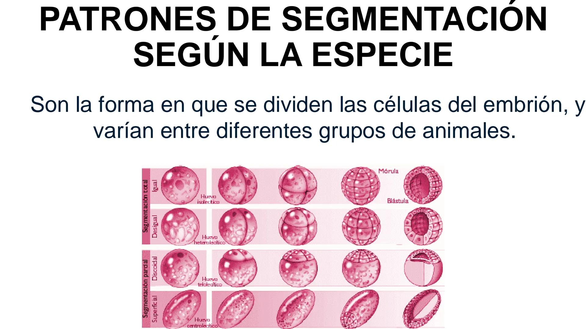 --- OCR Start ---
Aspiró el aire cálido, se detuvo en mitad de la aspiración,
se estiró y murió.
Leon Tolstói. La muerte de Iván Ilich. 1886