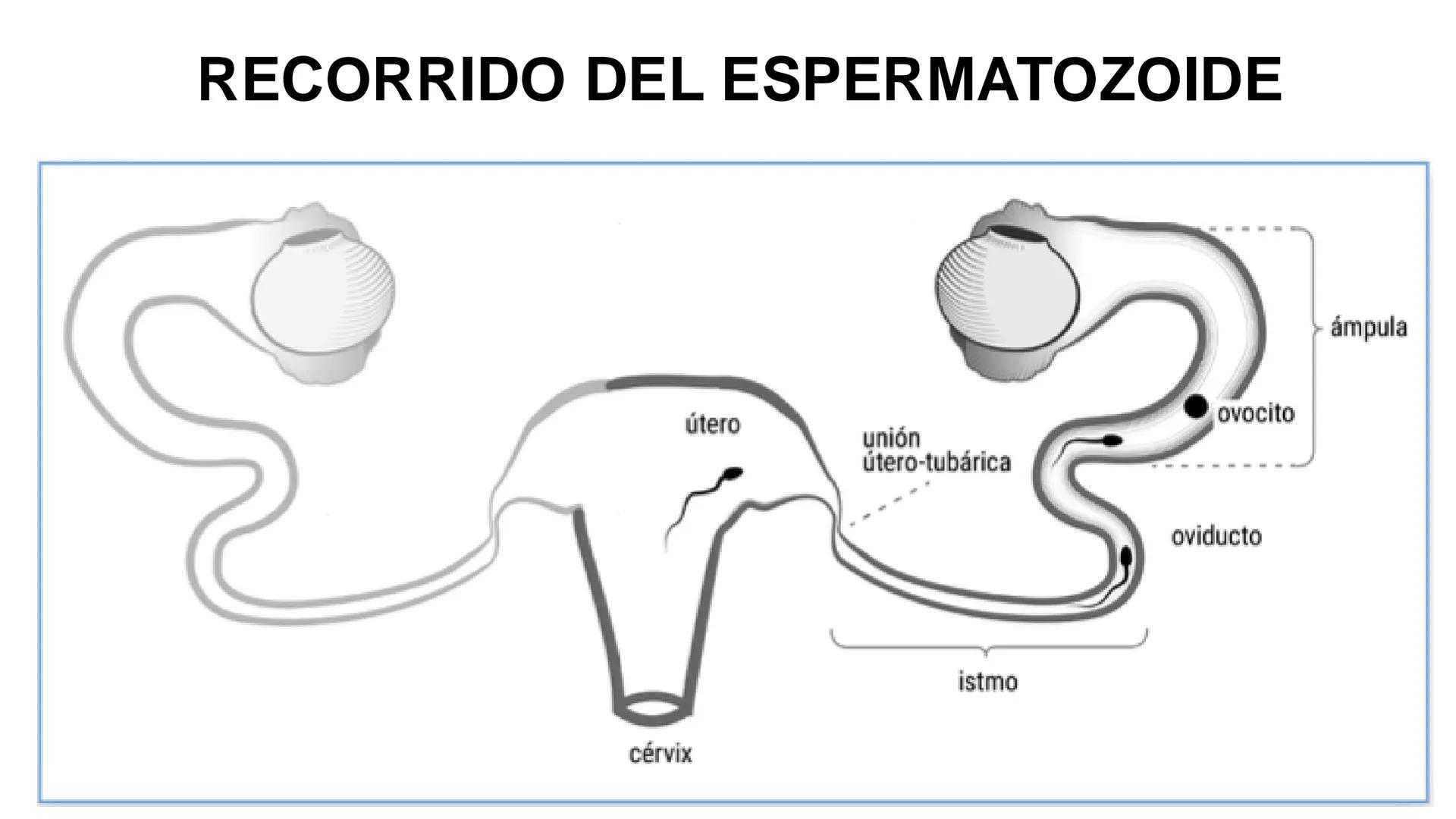 --- OCR Start ---
Aspiró el aire cálido, se detuvo en mitad de la aspiración,
se estiró y murió.
Leon Tolstói. La muerte de Iván Ilich. 1886