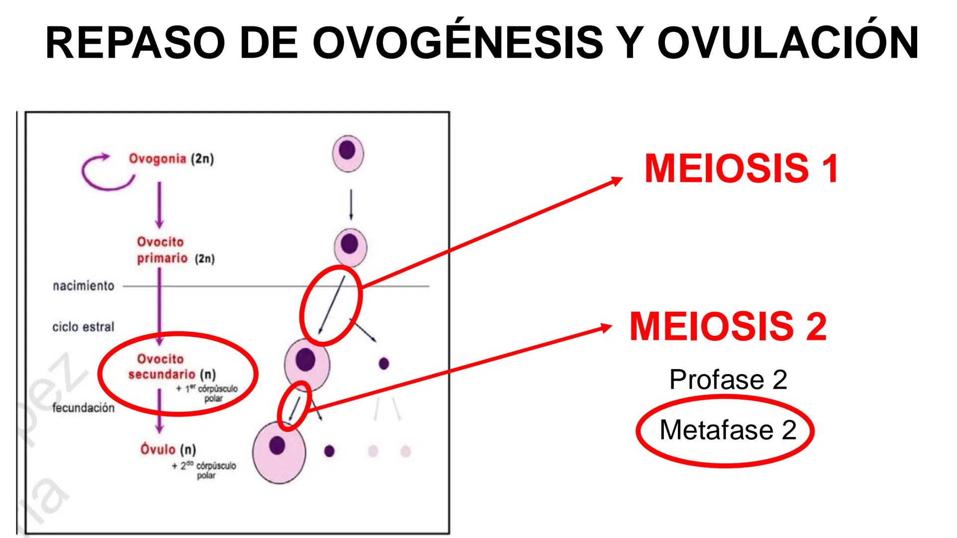 --- OCR Start ---
Aspiró el aire cálido, se detuvo en mitad de la aspiración,
se estiró y murió.
Leon Tolstói. La muerte de Iván Ilich. 1886