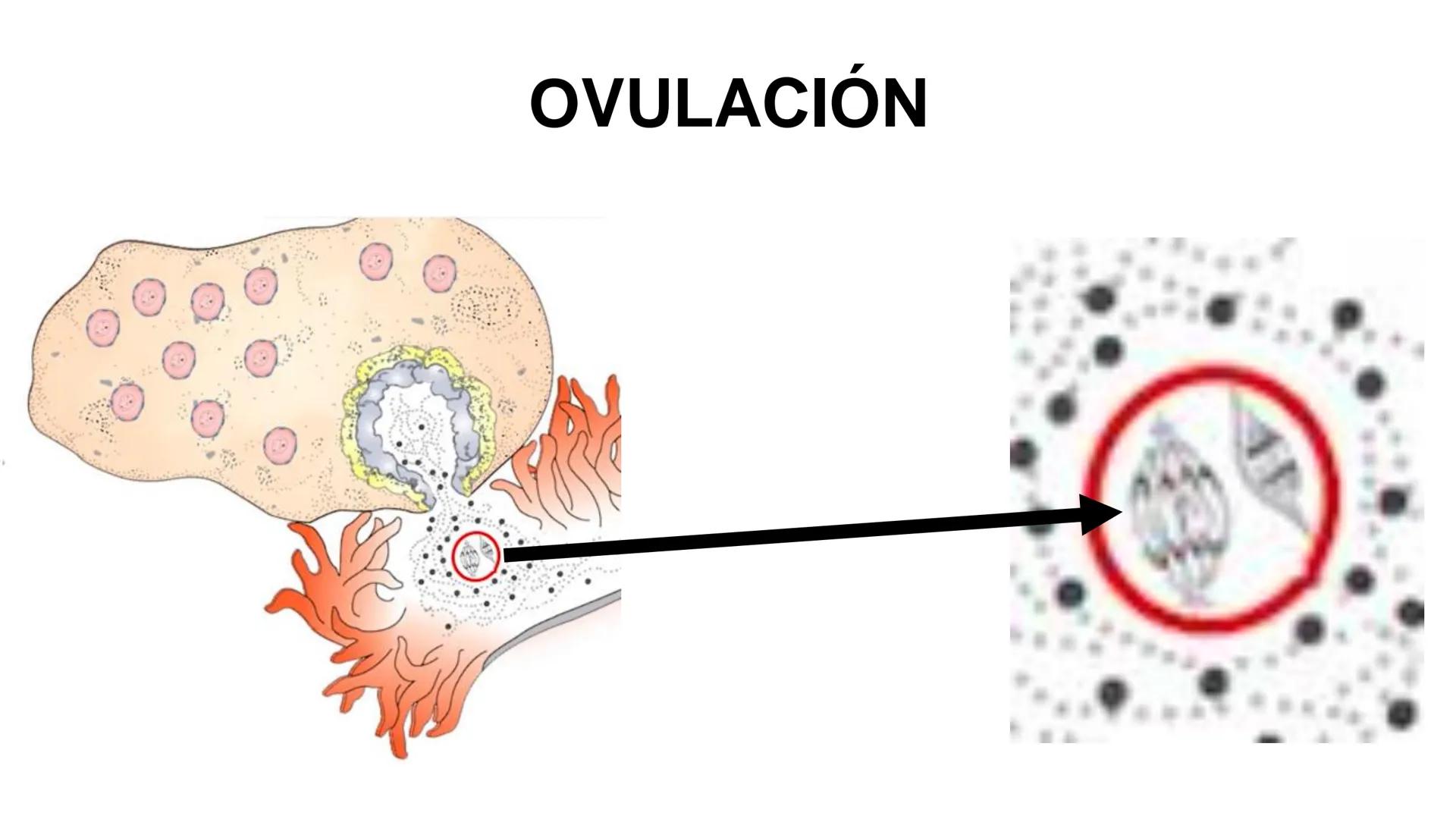 --- OCR Start ---
Aspiró el aire cálido, se detuvo en mitad de la aspiración,
se estiró y murió.
Leon Tolstói. La muerte de Iván Ilich. 1886