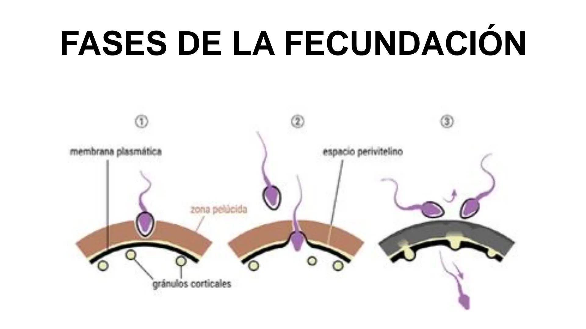 --- OCR Start ---
Aspiró el aire cálido, se detuvo en mitad de la aspiración,
se estiró y murió.
Leon Tolstói. La muerte de Iván Ilich. 1886