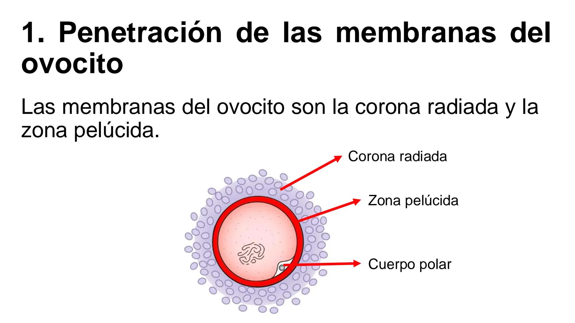 --- OCR Start ---
Aspiró el aire cálido, se detuvo en mitad de la aspiración,
se estiró y murió.
Leon Tolstói. La muerte de Iván Ilich. 1886