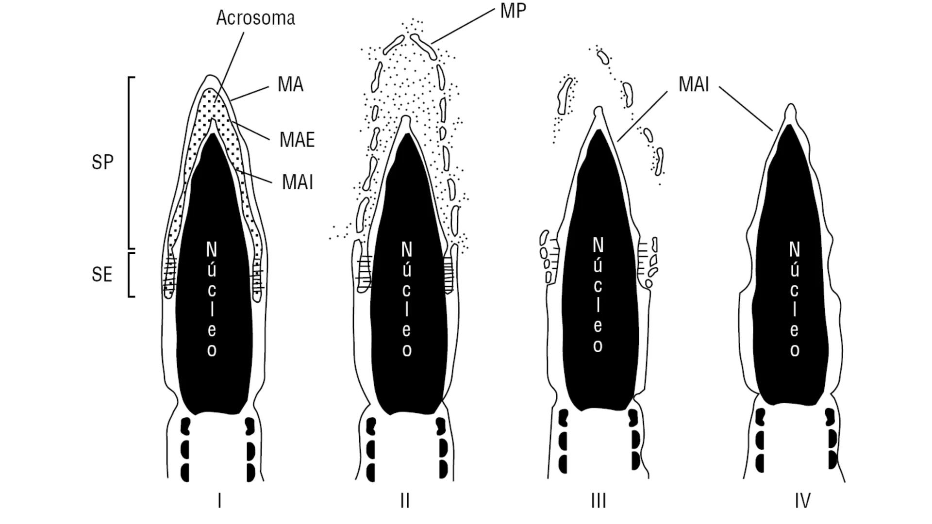 --- OCR Start ---
Aspiró el aire cálido, se detuvo en mitad de la aspiración,
se estiró y murió.
Leon Tolstói. La muerte de Iván Ilich. 1886