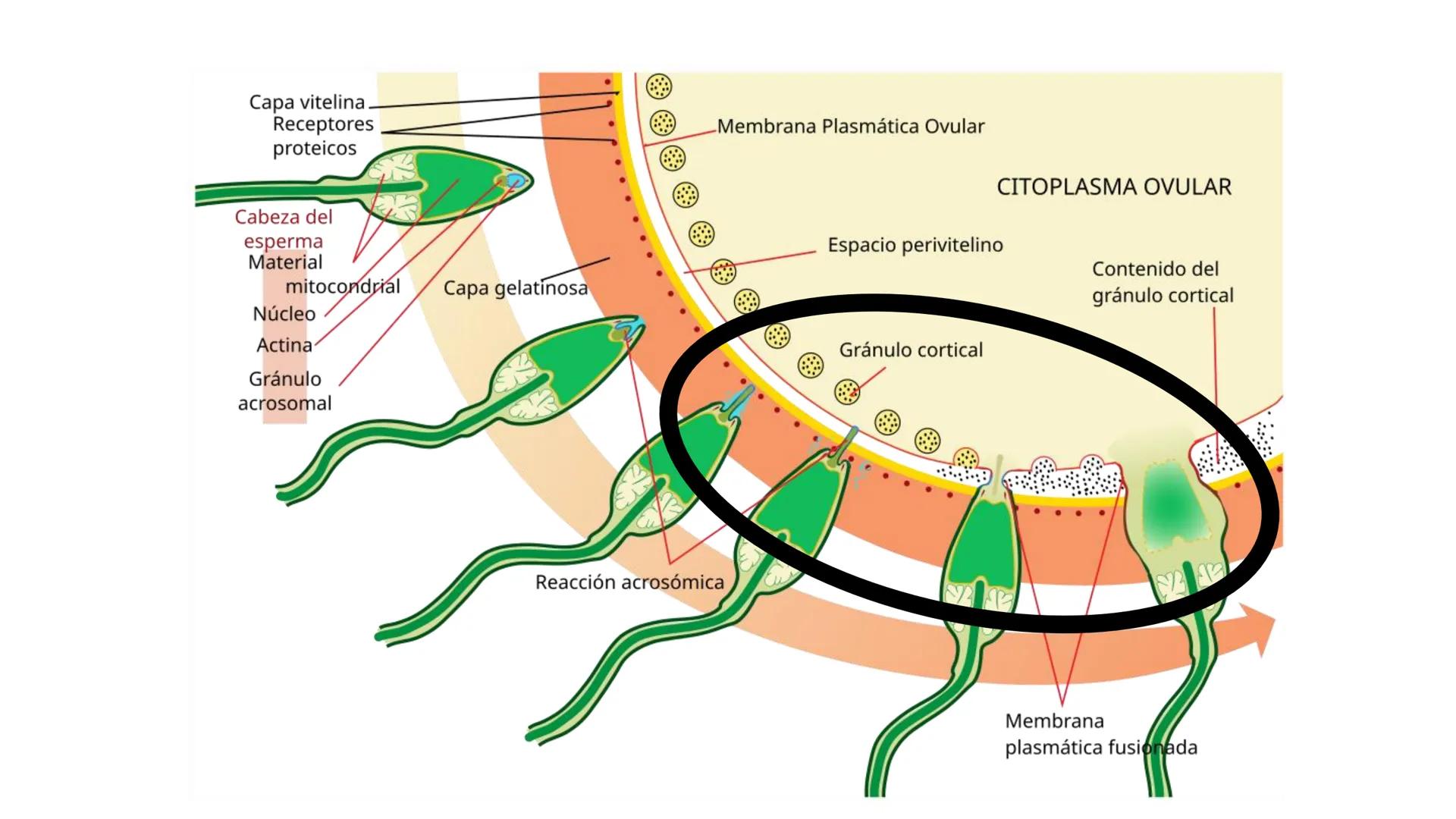 --- OCR Start ---
Aspiró el aire cálido, se detuvo en mitad de la aspiración,
se estiró y murió.
Leon Tolstói. La muerte de Iván Ilich. 1886