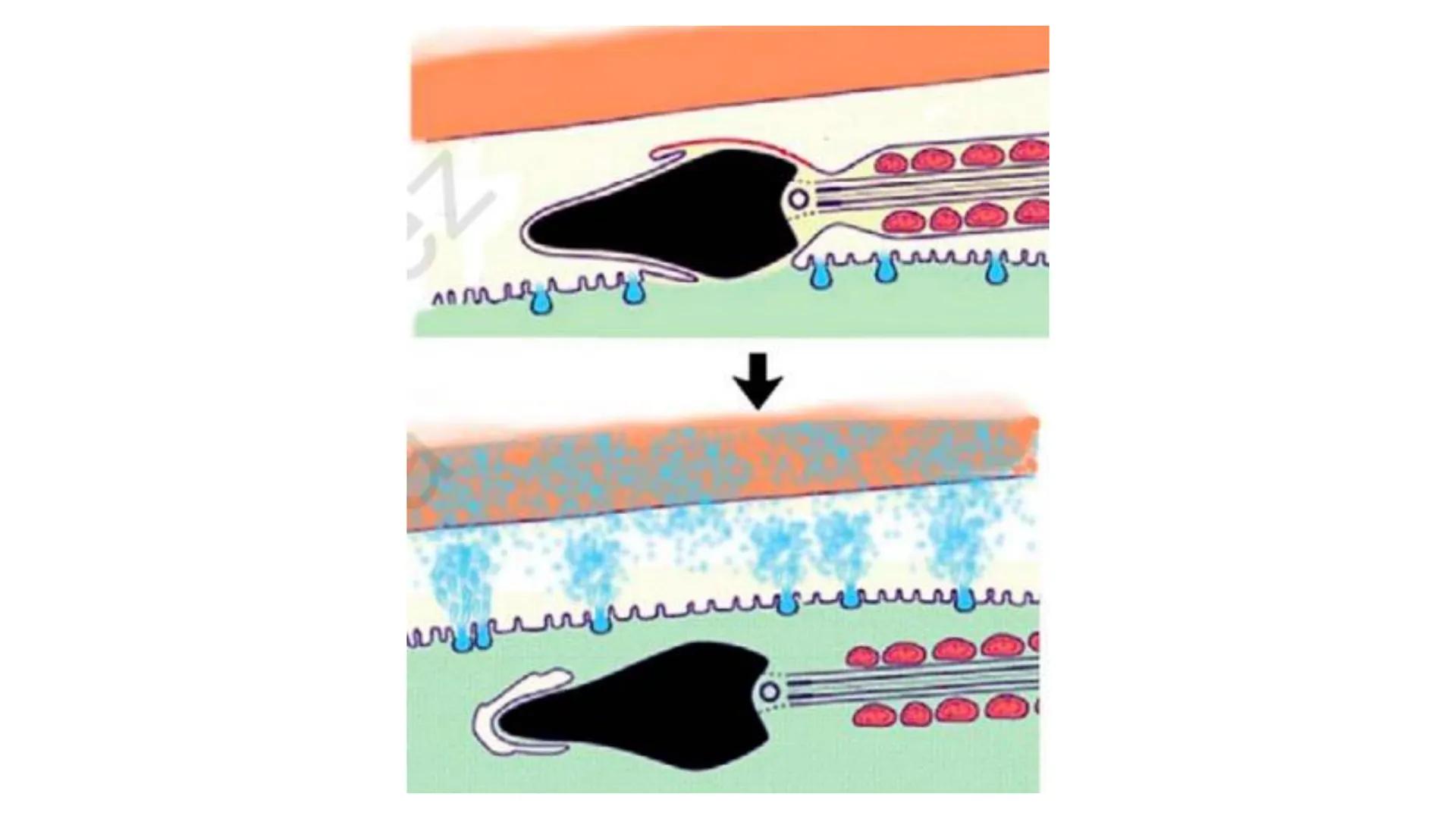 --- OCR Start ---
Aspiró el aire cálido, se detuvo en mitad de la aspiración,
se estiró y murió.
Leon Tolstói. La muerte de Iván Ilich. 1886
