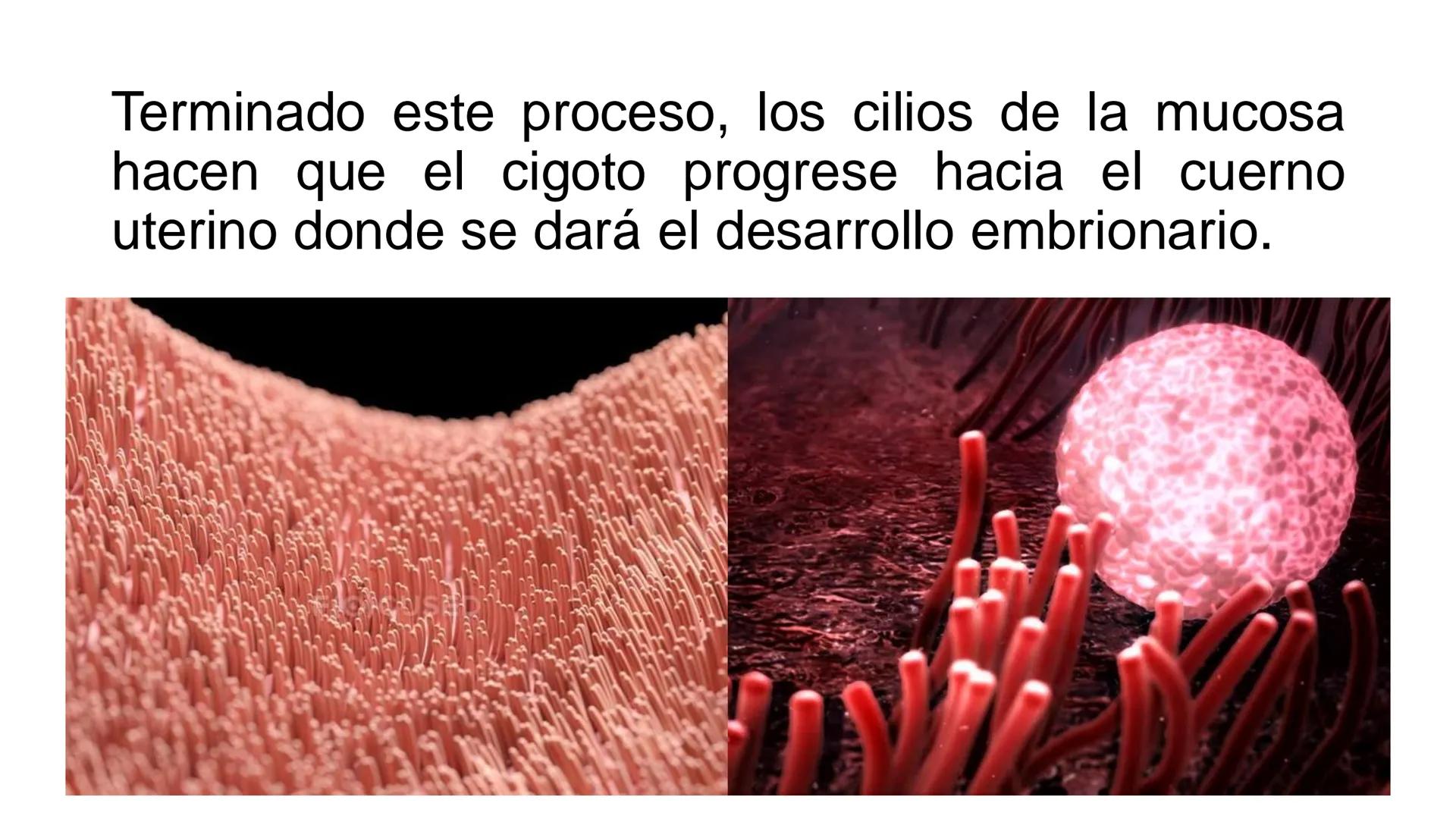 --- OCR Start ---
Aspiró el aire cálido, se detuvo en mitad de la aspiración,
se estiró y murió.
Leon Tolstói. La muerte de Iván Ilich. 1886