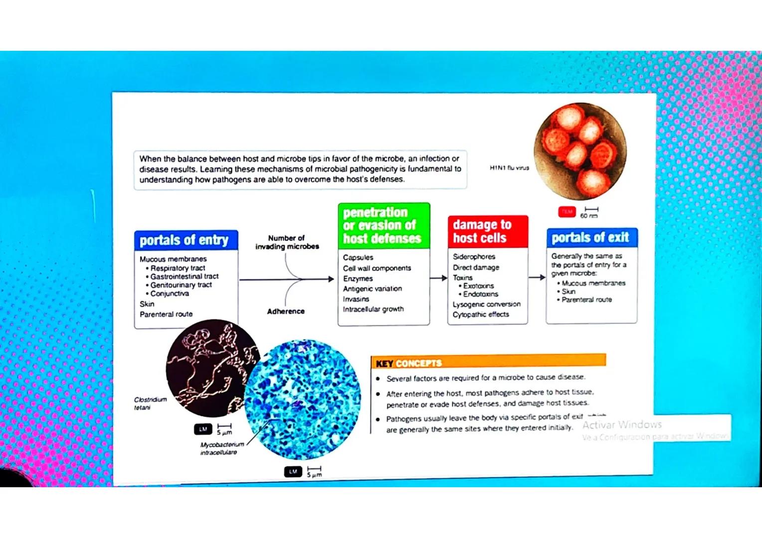 # CONCEPTOS BÁSICOS
# MICROBIOTA
Microorganismos que se localizan de
manera habitual en distintos sitios del
cuerpo humano, y que conviven