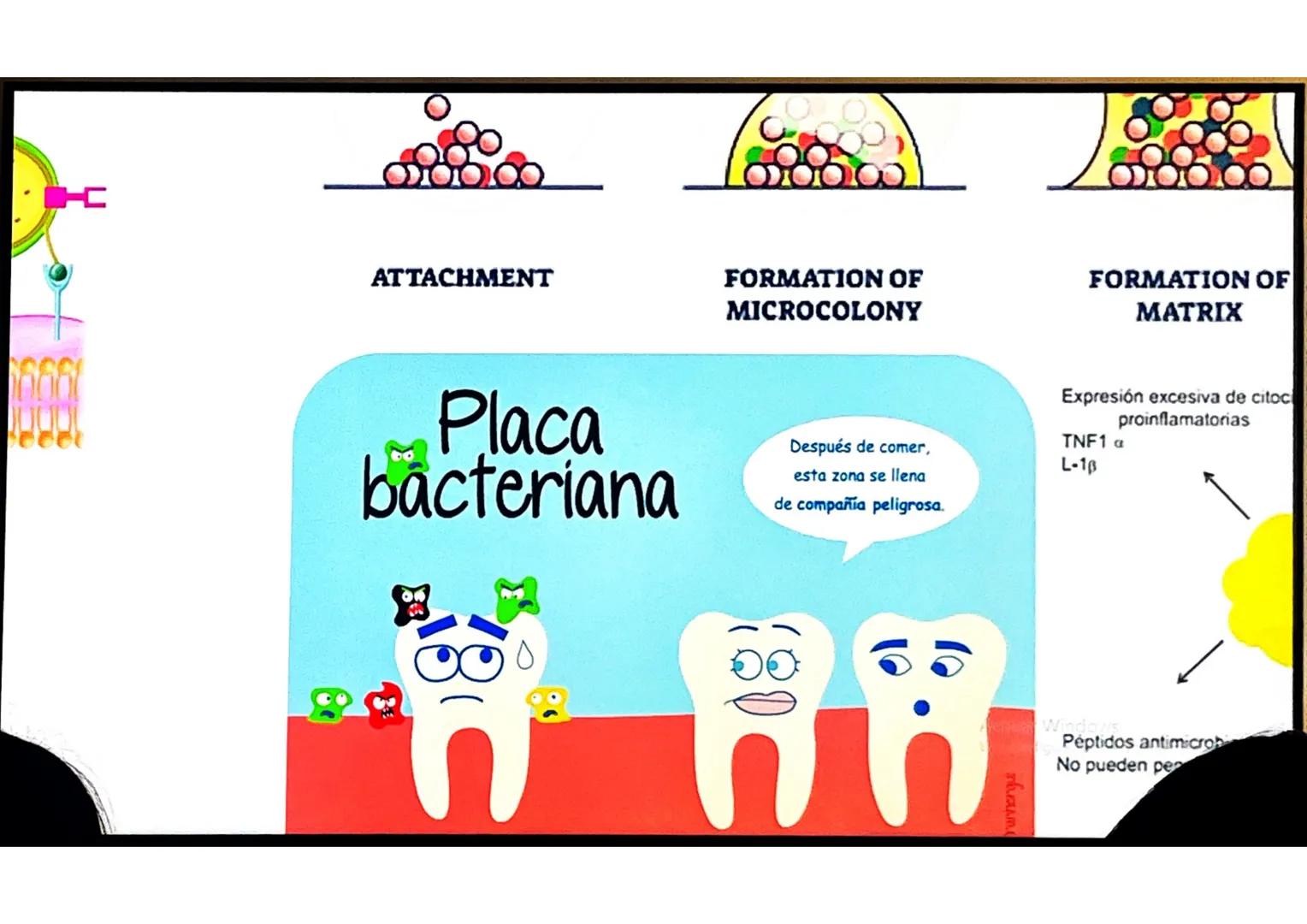 # CONCEPTOS BÁSICOS
# MICROBIOTA
Microorganismos que se localizan de
manera habitual en distintos sitios del
cuerpo humano, y que conviven
