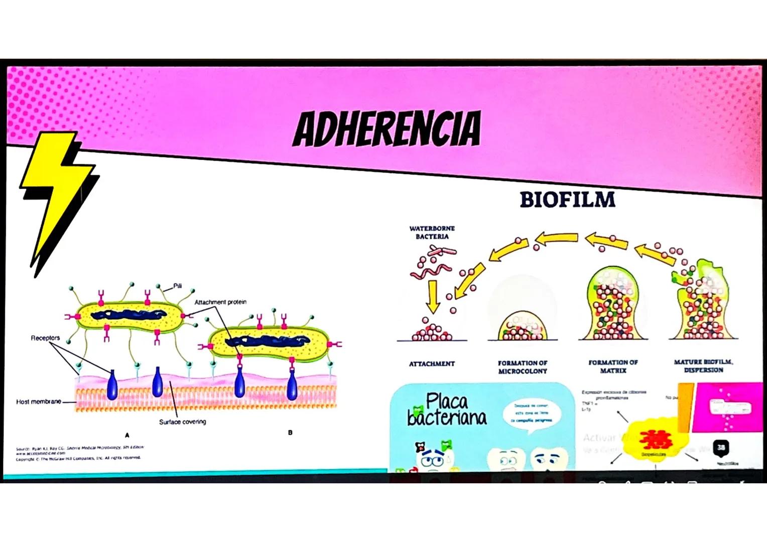 # CONCEPTOS BÁSICOS
# MICROBIOTA
Microorganismos que se localizan de
manera habitual en distintos sitios del
cuerpo humano, y que conviven