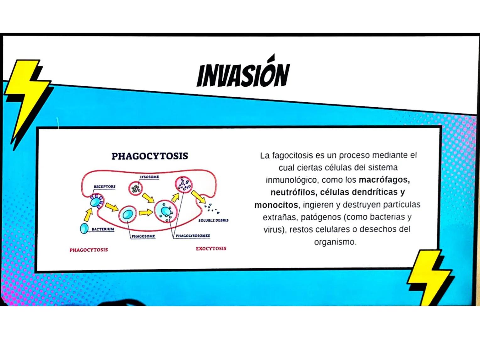 # CONCEPTOS BÁSICOS
# MICROBIOTA
Microorganismos que se localizan de
manera habitual en distintos sitios del
cuerpo humano, y que conviven