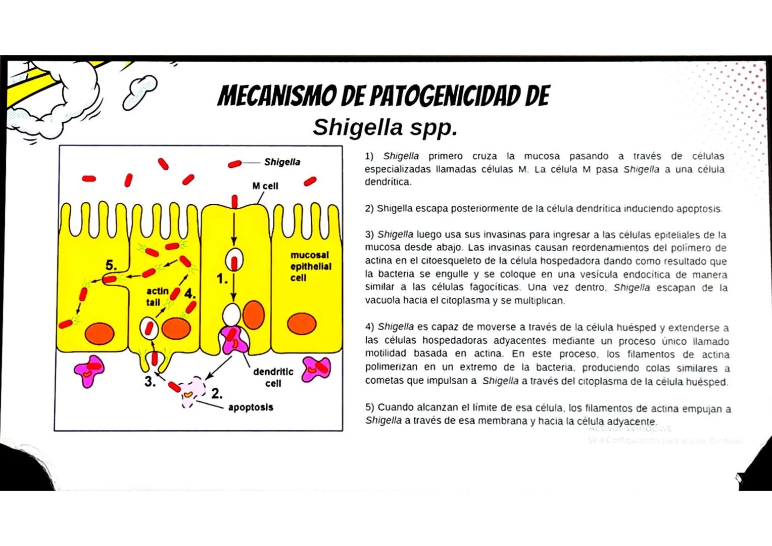 # CONCEPTOS BÁSICOS
# MICROBIOTA
Microorganismos que se localizan de
manera habitual en distintos sitios del
cuerpo humano, y que conviven