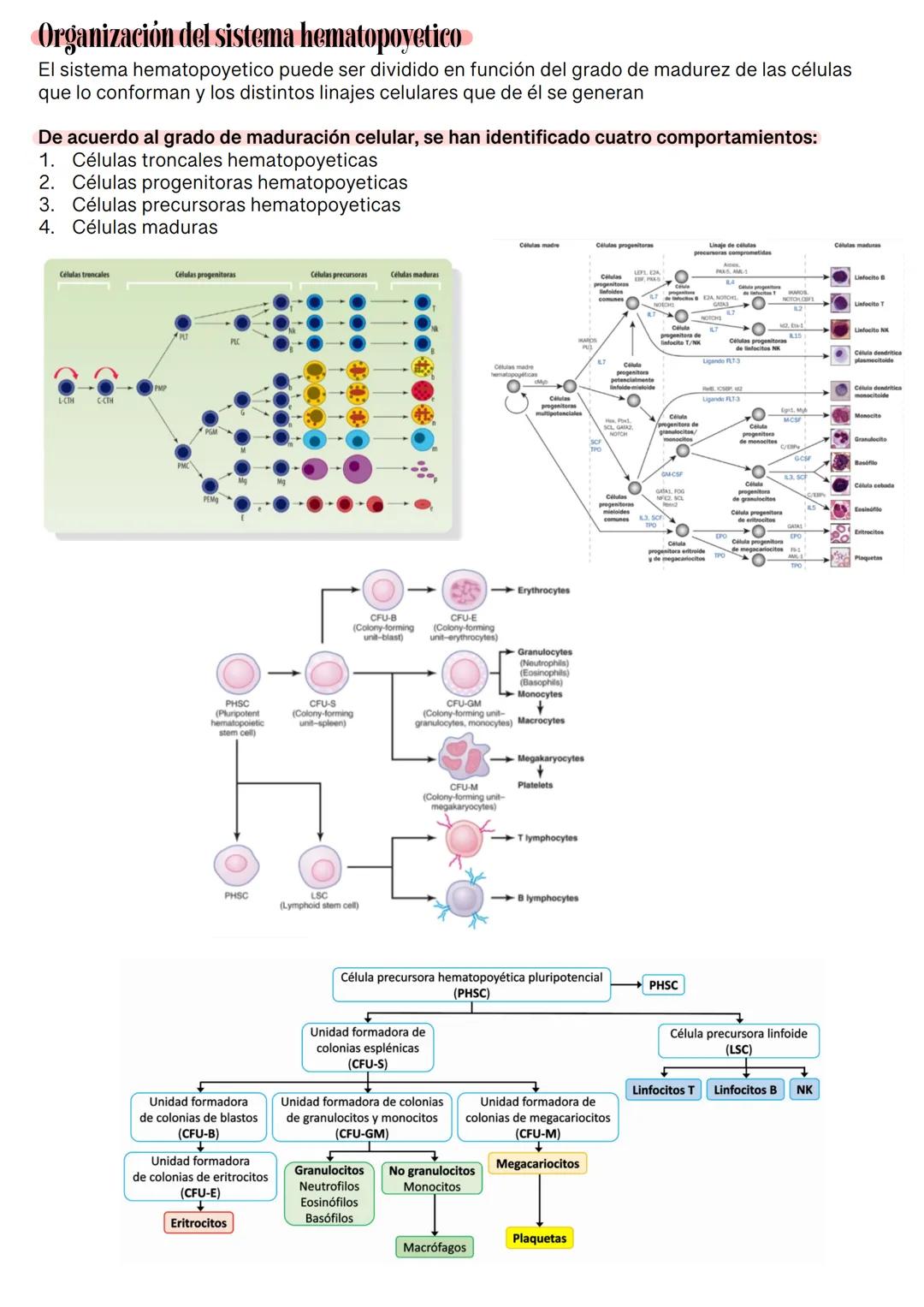 Fisiología de la Sangre
La sangre es un tejido que fluye por todo el sistema. El plasma está constituido en un 92% de
agua lo cual hace que