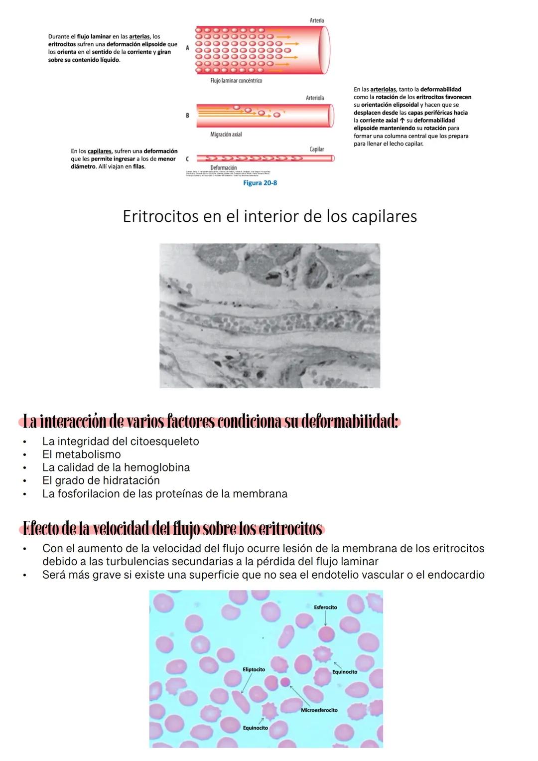 Fisiología de la Sangre
La sangre es un tejido que fluye por todo el sistema. El plasma está constituido en un 92% de
agua lo cual hace que