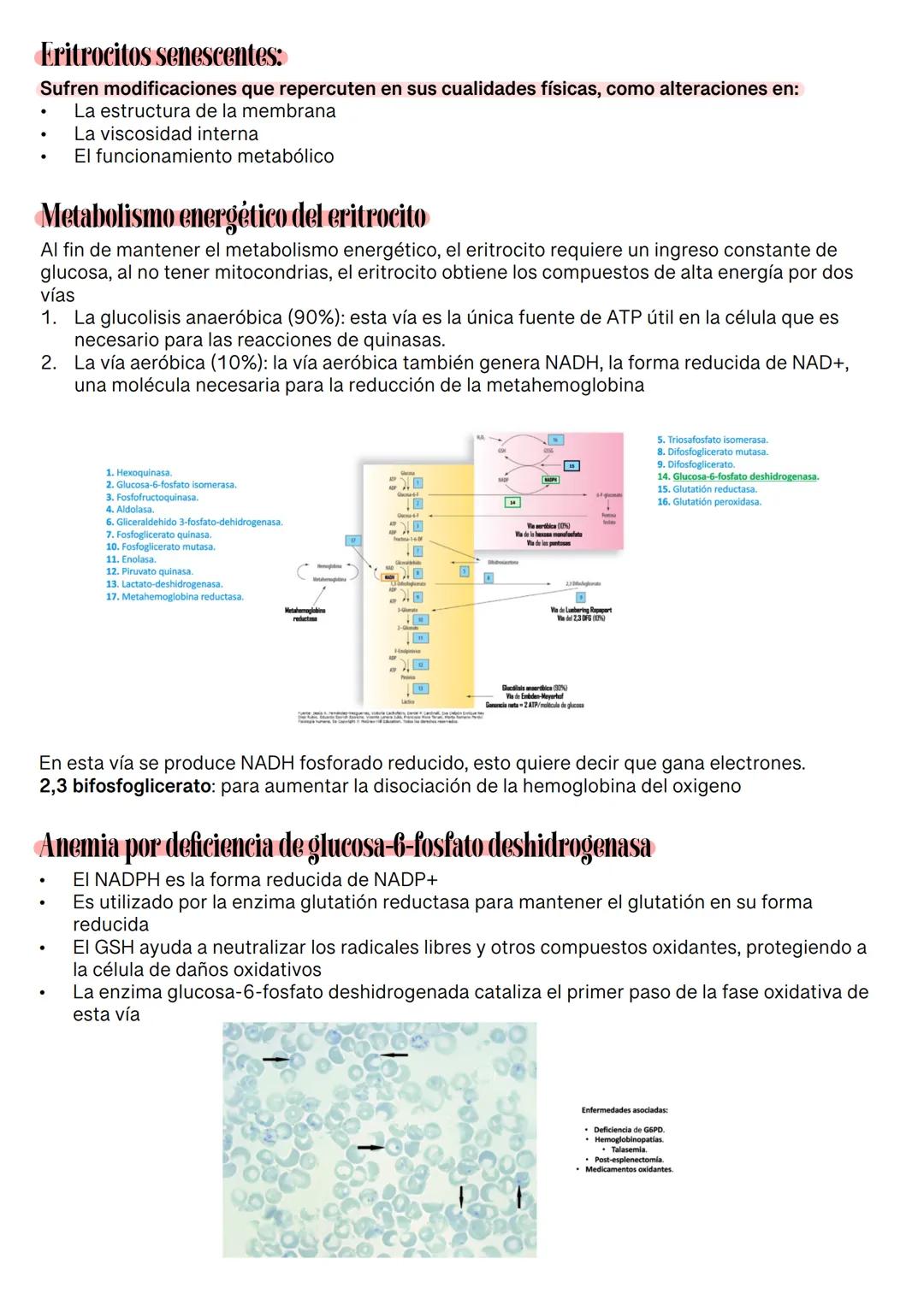 Fisiología de la Sangre
La sangre es un tejido que fluye por todo el sistema. El plasma está constituido en un 92% de
agua lo cual hace que
