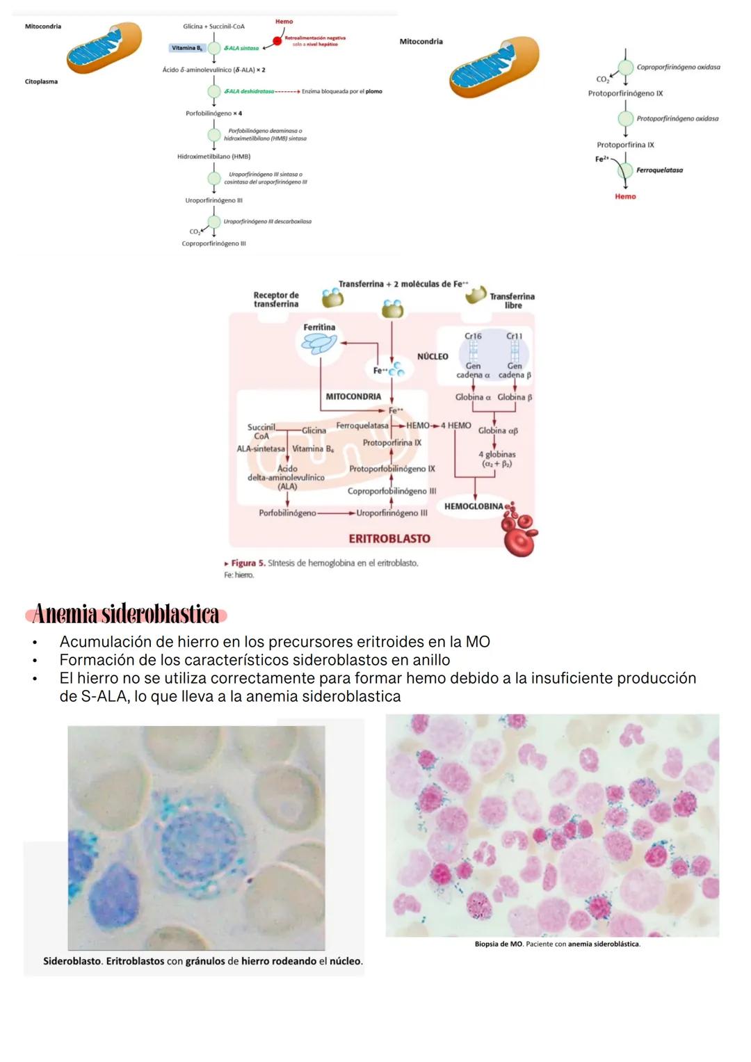 Fisiología de la Sangre
La sangre es un tejido que fluye por todo el sistema. El plasma está constituido en un 92% de
agua lo cual hace que