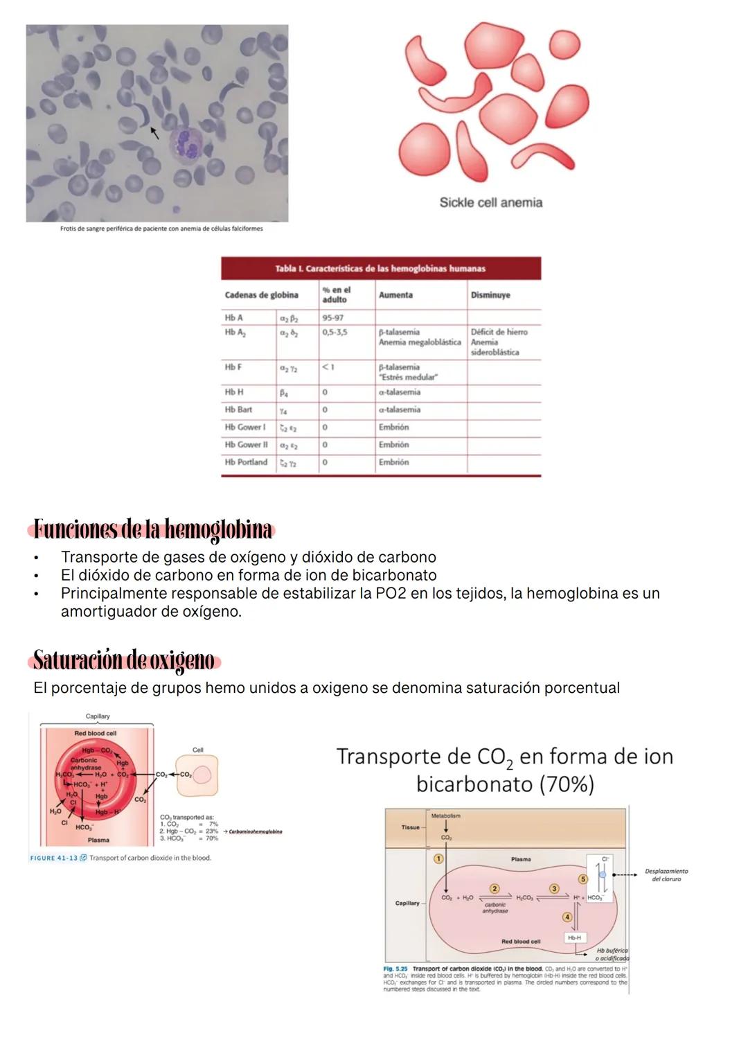 Fisiología de la Sangre
La sangre es un tejido que fluye por todo el sistema. El plasma está constituido en un 92% de
agua lo cual hace que